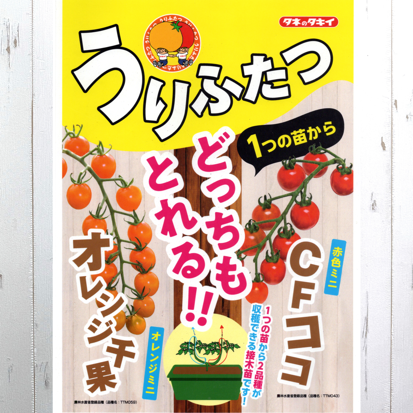 花創人がおすすめするミニトマト苗は、「うりふたつ」です。この品種にはオレンジ千果とCFココの2種類が接ぎ木されており、育苗から収穫まで楽しめる特徴があります。うりふたつはうどん粉病に強く、薄皮で甘みがありますので、家庭菜園やプランター、植木鉢で育てることができます。 植え付けの時期は3月から6月にかけておこないます。成長過程で適切な追肥や水やりを行い、摘芯や摘果をすることで、健康な成長を促進し、美味しいミニトマトを収穫することができます。 うりふたつは高糖度でさっぱりとした味わいがあり、人気の品種です。さらに、無農薬栽培や有機栽培にも適しており、安心して食べることができます。 ミニトマト苗は通販サイトやネットショップで手軽に入手することができ、NHKの「やさいの時間」でも紹介されています。大人かわいい雰囲気で、インスタ映えする魅力もあります。価格も手頃で、初心者から上級者まで幅広い層におすすめの品種です。
