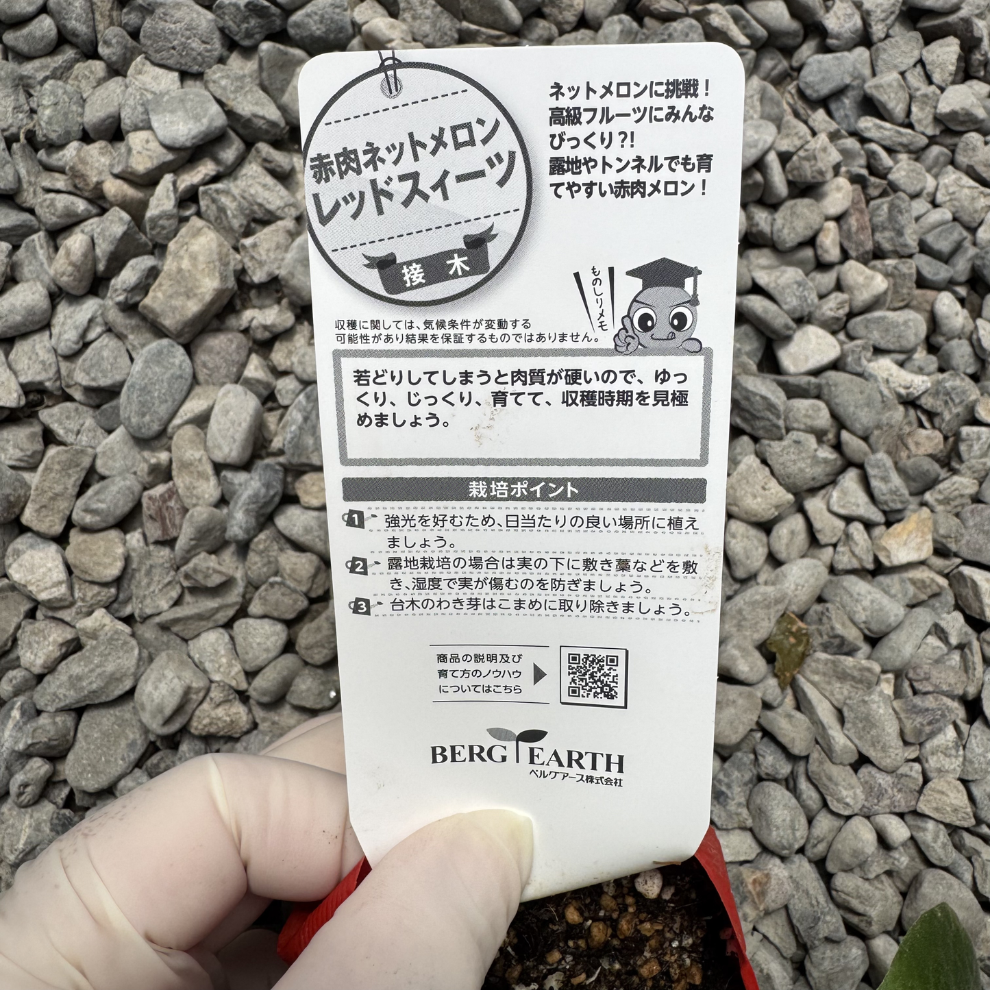 高級ネットメロン接ぎ木苗【レッドスイーツ】赤肉メロン