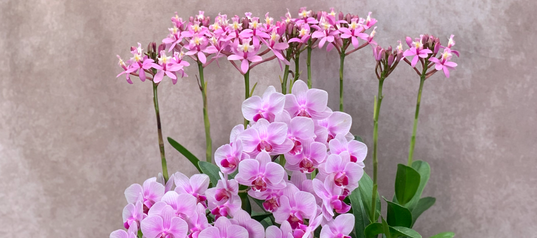 花創人(はなそうにん)オゼジュン先生のネットショップは、おしゃれな寄せ植えやプランツギャザリング専門のオンラインショップです。ガーデニングに人気の綱木紋の鉢・ギャザリング水苔(ギャザモス)・ゴージャスなラナンキュラスラックス・宿根草・観葉植物・多肉植物(多肉ちゃん)等、大人かわいい上品な花苗は、インスタ映えして推し。オーダーメイドのギャザリングは、開店祝い・歓送迎会・退職祝い・クリスマス・ハロウィン・母の日・結婚式・引っ越し新築祝い等のギフトやプレゼントにも人気でおすすめ。通販サイトなら尾関純子の花屋さん 花創人 豪華でかわいい人気フラワーのプランツギャザリング(ギャザ植え・寄せ植えスタイル)で癒しのひとときを。