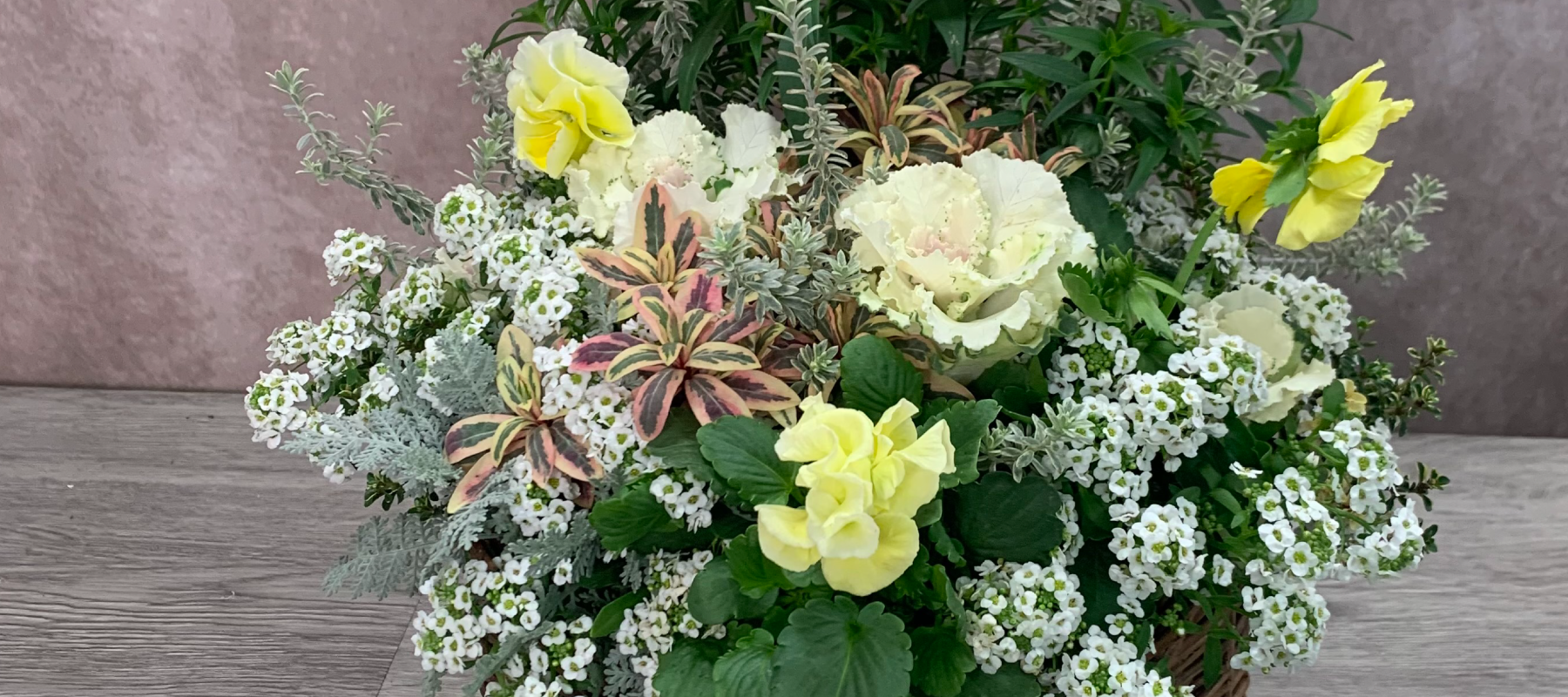 花創人(はなそうにん)オゼジュン先生のネットショップは、おしゃれな寄せ植えやプランツギャザリング専門のオンラインショップです。ガーデニングに人気の綱木紋の鉢・ギャザリング水苔(ギャザモス)・ゴージャスなラナンキュラスラックス・宿根草・観葉植物・多肉植物(多肉ちゃん)等、大人かわいい上品な花苗は、インスタ映えして推し。オーダーメイドのギャザリングは、開店祝い・歓送迎会・退職祝い・クリスマス・ハロウィン・母の日・結婚式・引っ越し新築祝い等のギフトやプレゼントにも人気でおすすめ。通販サイトなら尾関純子の花屋さん 花創人 豪華でかわいい人気フラワーのプランツギャザリング(ギャザ植え・寄せ植えスタイル)で癒しのひとときを。