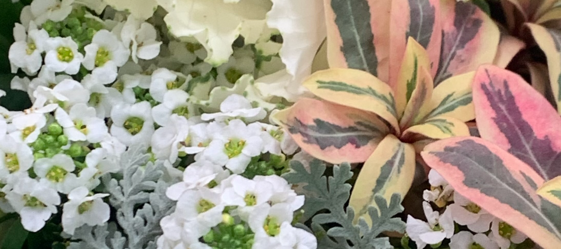 花創人(はなそうにん)オゼジュン先生のネットショップは、おしゃれな寄せ植えやプランツギャザリング専門のオンラインショップです。ガーデニングに人気の綱木紋の鉢・ギャザリング水苔(ギャザモス)・ゴージャスなラナンキュラスラックス・宿根草・観葉植物・多肉植物(多肉ちゃん)等、大人かわいい上品な花苗は、インスタ映えして推し。オーダーメイドのギャザリングは、開店祝い・歓送迎会・退職祝い・クリスマス・ハロウィン・母の日・結婚式・引っ越し新築祝い等のギフトやプレゼントにも人気でおすすめ。通販サイトなら尾関純子の花屋さん 花創人 豪華でかわいい人気フラワーのプランツギャザリング(ギャザ植え・寄せ植えスタイル)で癒しのひとときを。