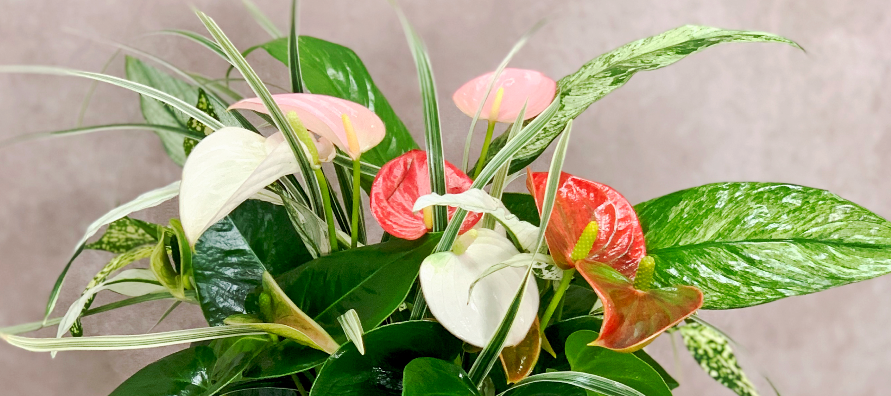 花創人(はなそうにん)オゼジュン先生のネットショップは、おしゃれな寄せ植えやプランツギャザリング専門のオンラインショップです。ガーデニングに人気の綱木紋の鉢・ギャザリング水苔(ギャザモス)・ゴージャスなラナンキュラスラックス・宿根草・観葉植物・多肉植物(多肉ちゃん)等、大人かわいい上品な花苗は、インスタ映えして推し。オーダーメイドのギャザリングは、開店祝い・歓送迎会・退職祝い・クリスマス・ハロウィン・母の日・結婚式・引っ越し新築祝い等のギフトやプレゼントにも人気でおすすめ。通販サイトなら尾関純子の花屋さん 花創人 豪華でかわいい人気フラワーのプランツギャザリング(ギャザ植え・寄せ植えスタイル)で癒しのひとときを。