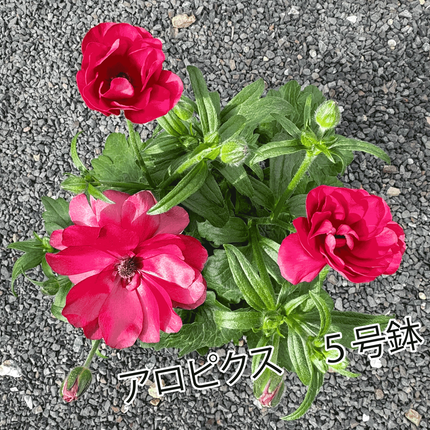 ラナンキュラスラックス ランドセルシリーズのサラセレネ アロピクスは、小さめな花がたくさん咲きます。花創人(はなそうにん)オゼジュン先生のネットショップは、おしゃれな寄せ植えや園芸用品のプランツギャザリング専門のオンラインショップです。ガーデニングに人気の綱木紋の鉢・ギャザリング水苔・ラナンキュラスラックス・宿根草・ゴーシャスな大人かわいい上品な花苗は、バルコニー・ベランダ・フェンス・スロープ・玄関先アプローチ・ウッドデッキ・ラティスのプランター鉢植えはインスタ映えして推し。オーダーメイドのギャザリングは、ギフトやプレゼントにも人気でおすすめ。豪華でかわいい人気フラワーのプランツギャザリング(ギャザ植え・寄せ植えスタイル)で癒しのひとときを。希少な葉もの・人気のリーフ・レアなミニ花の新品種も豊富な種類をお取り寄せできます。オシャレな花贈りもECサイトで予約販売受付中。 癒される季節のお花や草木・おしゃれなガーデニングやバスケット植え・春夏秋冬萌える鉢花・バリエーションゆたかな花苗の寄せ植えのネット通販なら尾関純子の花屋さん 花創人(はなそうにん)におまかせ!