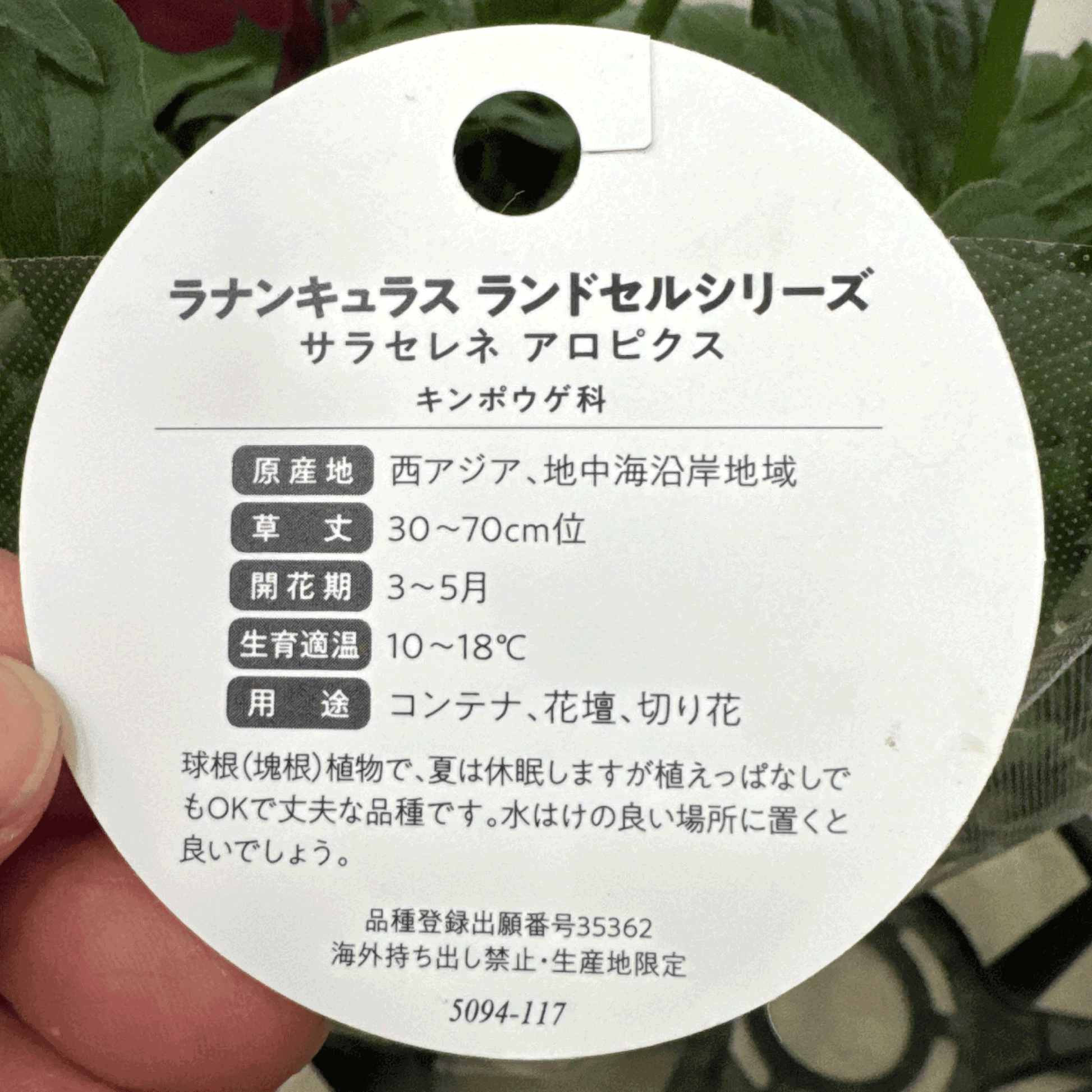 ラナンキュラスラックス ランドセルシリーズのサラセレネ アロピクスは、小さめな花がたくさん咲きます。花創人(はなそうにん)オゼジュン先生のネットショップは、おしゃれな寄せ植えや園芸用品のプランツギャザリング専門のオンラインショップです。ガーデニングに人気の綱木紋の鉢・ギャザリング水苔・ラナンキュラスラックス・宿根草・ゴーシャスな大人かわいい上品な花苗は、バルコニー・ベランダ・フェンス・スロープ・玄関先アプローチ・ウッドデッキ・ラティスのプランター鉢植えはインスタ映えして推し。オーダーメイドのギャザリングは、ギフトやプレゼントにも人気でおすすめ。豪華でかわいい人気フラワーのプランツギャザリング(ギャザ植え・寄せ植えスタイル)で癒しのひとときを。希少な葉もの・人気のリーフ・レアなミニ花の新品種も豊富な種類をお取り寄せできます。オシャレな花贈りもECサイトで予約販売受付中。 癒される季節のお花や草木・おしゃれなガーデニングやバスケット植え・春夏秋冬萌える鉢花・バリエーションゆたかな花苗の寄せ植えのネット通販なら尾関純子の花屋さん 花創人(はなそうにん)におまかせ!