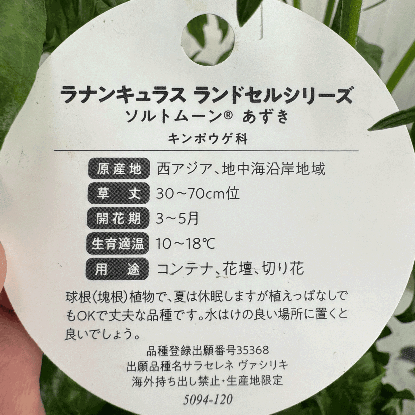 ラナンキュラスラックス ランドセルシリーズのソルトムーンあずきは、小さめな花がたくさん咲きます。花創人(はなそうにん)オゼジュン先生のネットショップは、おしゃれな寄せ植えや園芸用品のプランツギャザリング専門のオンラインショップです。ガーデニングに人気の綱木紋の鉢・ギャザリング水苔・ラナンキュラスラックス・宿根草・ゴーシャスな大人かわいい上品な花苗は、バルコニー・ベランダ・フェンス・スロープ・玄関先アプローチ・ウッドデッキ・ラティスのプランター鉢植えはインスタ映えして推し。オーダーメイドのギャザリングは、ギフトやプレゼントにも人気でおすすめ。豪華でかわいい人気フラワーのプランツギャザリング(ギャザ植え・寄せ植えスタイル)で癒しのひとときを。希少な葉もの・人気のリーフ・レアなミニ花の新品種も豊富な種類をお取り寄せできます。オシャレな花贈りもECサイトで予約販売受付中。 癒される季節のお花や草木・おしゃれなガーデニングやバスケット植え・春夏秋冬萌える鉢花・バリエーションゆたかな花苗の寄せ植えのネット通販なら尾関純子の花屋さん 花創人(はなそうにん)におまかせ!