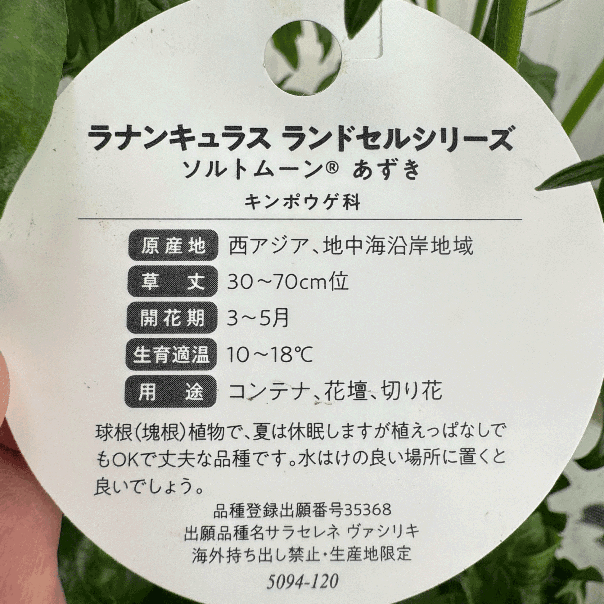 ラナンキュラスラックス ランドセルシリーズのソルトムーンあずきは、小さめな花がたくさん咲きます。花創人(はなそうにん)オゼジュン先生のネットショップは、おしゃれな寄せ植えや園芸用品のプランツギャザリング専門のオンラインショップです。ガーデニングに人気の綱木紋の鉢・ギャザリング水苔・ラナンキュラスラックス・宿根草・ゴーシャスな大人かわいい上品な花苗は、バルコニー・ベランダ・フェンス・スロープ・玄関先アプローチ・ウッドデッキ・ラティスのプランター鉢植えはインスタ映えして推し。オーダーメイドのギャザリングは、ギフトやプレゼントにも人気でおすすめ。豪華でかわいい人気フラワーのプランツギャザリング(ギャザ植え・寄せ植えスタイル)で癒しのひとときを。希少な葉もの・人気のリーフ・レアなミニ花の新品種も豊富な種類をお取り寄せできます。オシャレな花贈りもECサイトで予約販売受付中。 癒される季節のお花や草木・おしゃれなガーデニングやバスケット植え・春夏秋冬萌える鉢花・バリエーションゆたかな花苗の寄せ植えのネット通販なら尾関純子の花屋さん 花創人(はなそうにん)におまかせ!