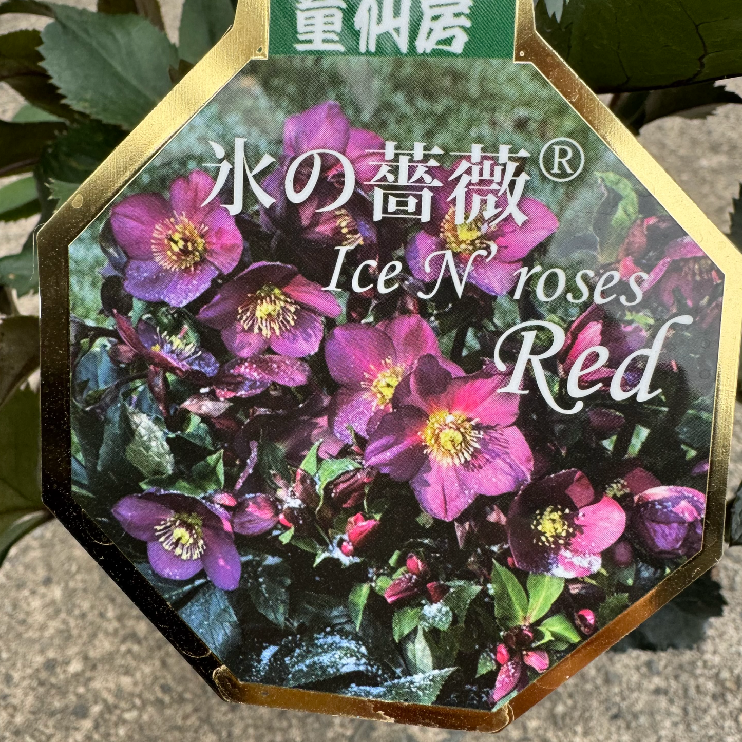 クリスマスローズ【氷の薔薇】