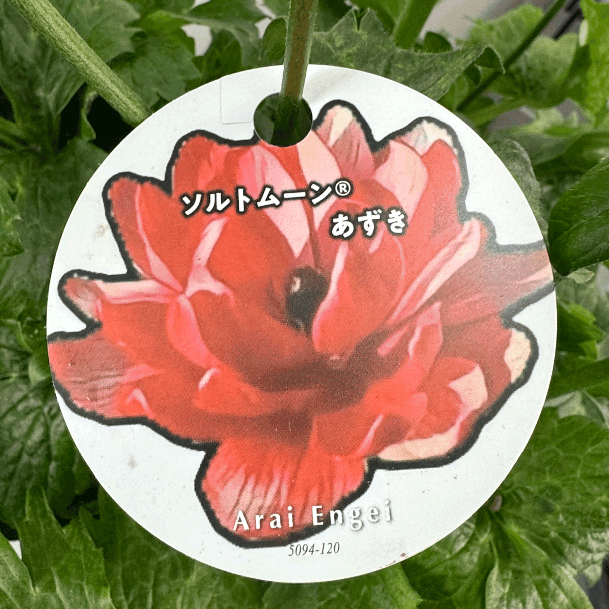 ラナンキュラスラックス ランドセルシリーズのソルトムーンあずきは、小さめな花がたくさん咲きます。花創人(はなそうにん)オゼジュン先生のネットショップは、おしゃれな寄せ植えや園芸用品のプランツギャザリング専門のオンラインショップです。ガーデニングに人気の綱木紋の鉢・ギャザリング水苔・ラナンキュラスラックス・宿根草・ゴーシャスな大人かわいい上品な花苗は、バルコニー・ベランダ・フェンス・スロープ・玄関先アプローチ・ウッドデッキ・ラティスのプランター鉢植えはインスタ映えして推し。オーダーメイドのギャザリングは、ギフトやプレゼントにも人気でおすすめ。豪華でかわいい人気フラワーのプランツギャザリング(ギャザ植え・寄せ植えスタイル)で癒しのひとときを。希少な葉もの・人気のリーフ・レアなミニ花の新品種も豊富な種類をお取り寄せできます。オシャレな花贈りもECサイトで予約販売受付中。 癒される季節のお花や草木・おしゃれなガーデニングやバスケット植え・春夏秋冬萌える鉢花・バリエーションゆたかな花苗の寄せ植えのネット通販なら尾関純子の花屋さん 花創人(はなそうにん)におまかせ!