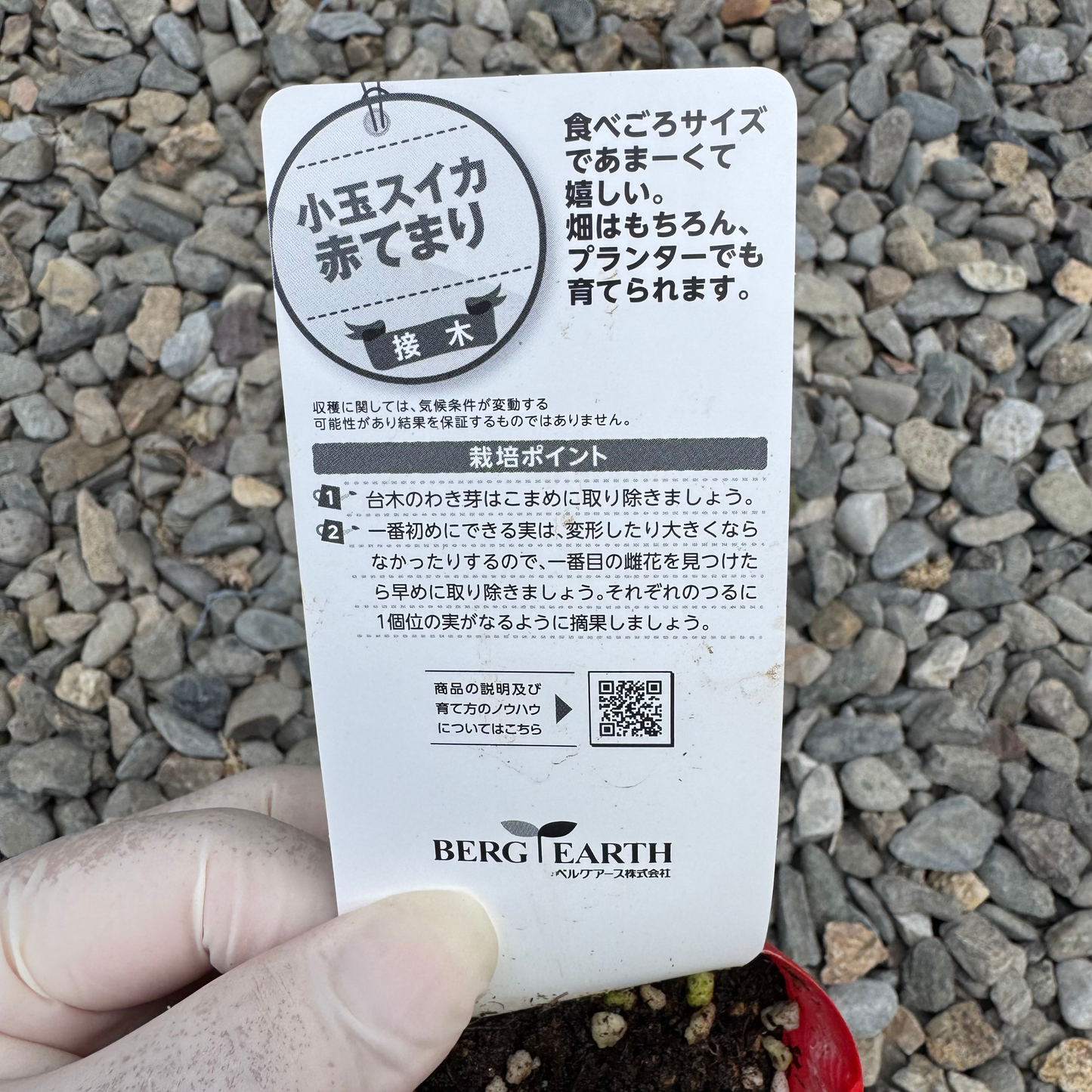 小玉スイカ 赤てまり 接ぎ木苗|今季販売終了
