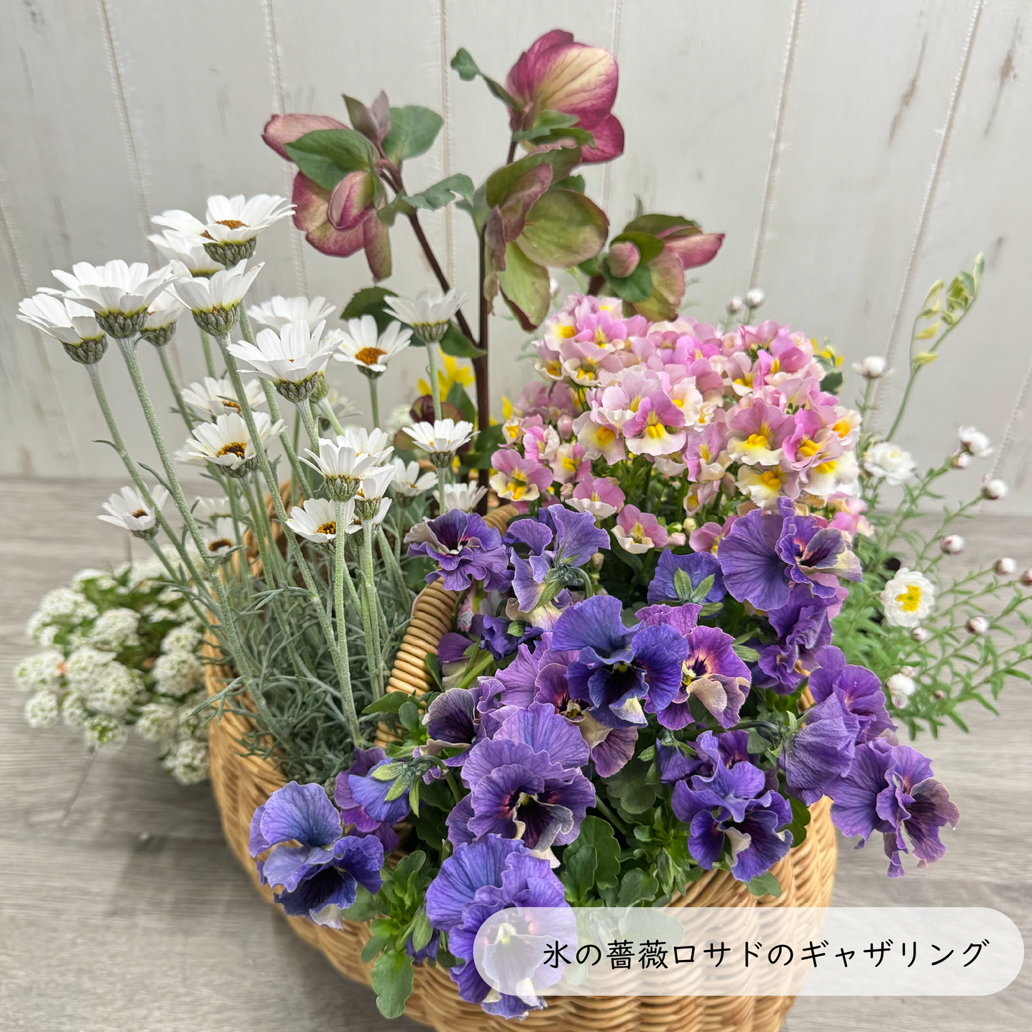 クリスマスローズ氷の薔薇ロサドを使ってプランツギャザリング春の花かごローダンセマムリルピンク、ネメシアスイートレモンパイ、ビオラティアード、すいーとありssスイートアリッサムで春らんまんのかわいい寄せ植え