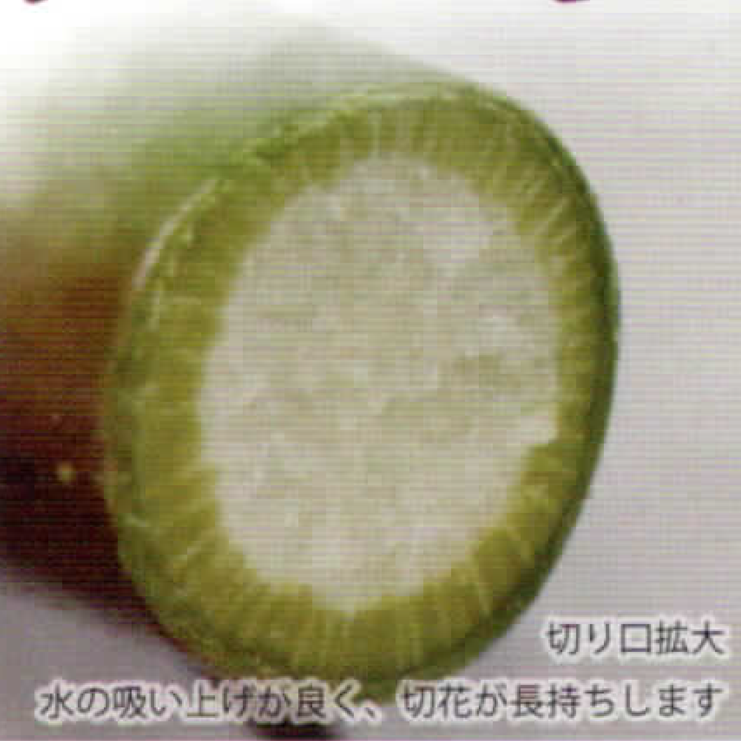 「楽なんです剪定」は、ガーデニングを愛する方々におすすめの高品質な剪定鋏で、特に剪定作業を楽にしたい方にぴったりの園芸用品です。この剪定ばさみは、アンビル式の刃構造を採用しており、太い枝でもスムーズに切ることができます。さらに、スプリング(ばね)により、軽い力で作業ができるため、手首や指に負担がかかりにくいので、腱鞘炎の予防にもなります。
剪定の際には、左利きの方でも使いやすいようにデザインされていますので、どんな手の形にもフィットし、快適に使用可能です。交換式の刃は、切れ味が悪くなった際に簡単に交換でき、切れ味復活するよく切れる剪定鋏です。また、薔薇(バラ)や宿根草、果樹、コニファーなど様々な植物の剪定に対応し、オシャレな庭作りや寄せ植えの手入れも楽に行える剪定鋏です。
玉鳥産業みきかじや村で製造されたものは、精度の高い刃物で知られています。 オンラインショップやネット通販での購入が可能で、口コミでの評価も高く、人気の売れ筋商品です。
秋から冬にかけての剪定作業や、春や夏の庭作業においても非常に便利です。高品質な剪定鋏で、ガーデンをオシャレに保つ剪定鋏です。