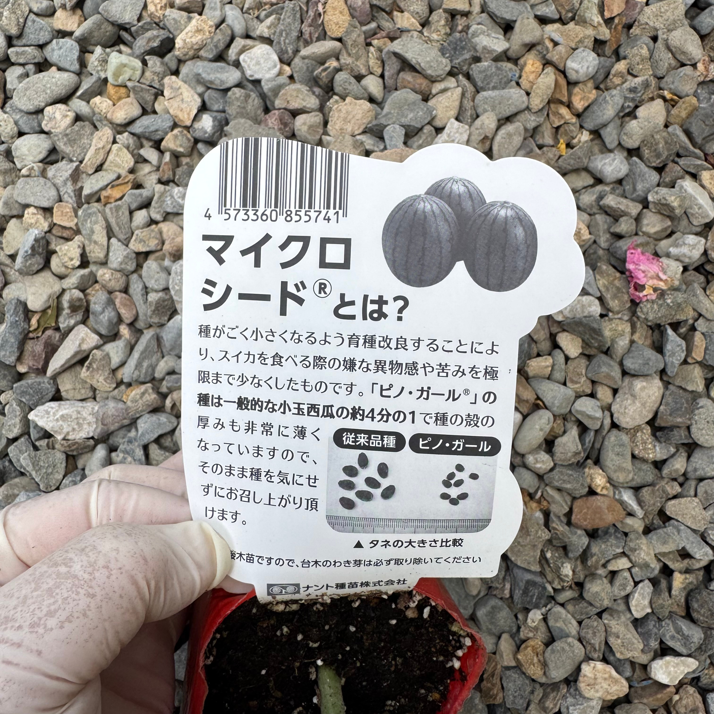 小玉スイカ ピノガール 接ぎ木苗