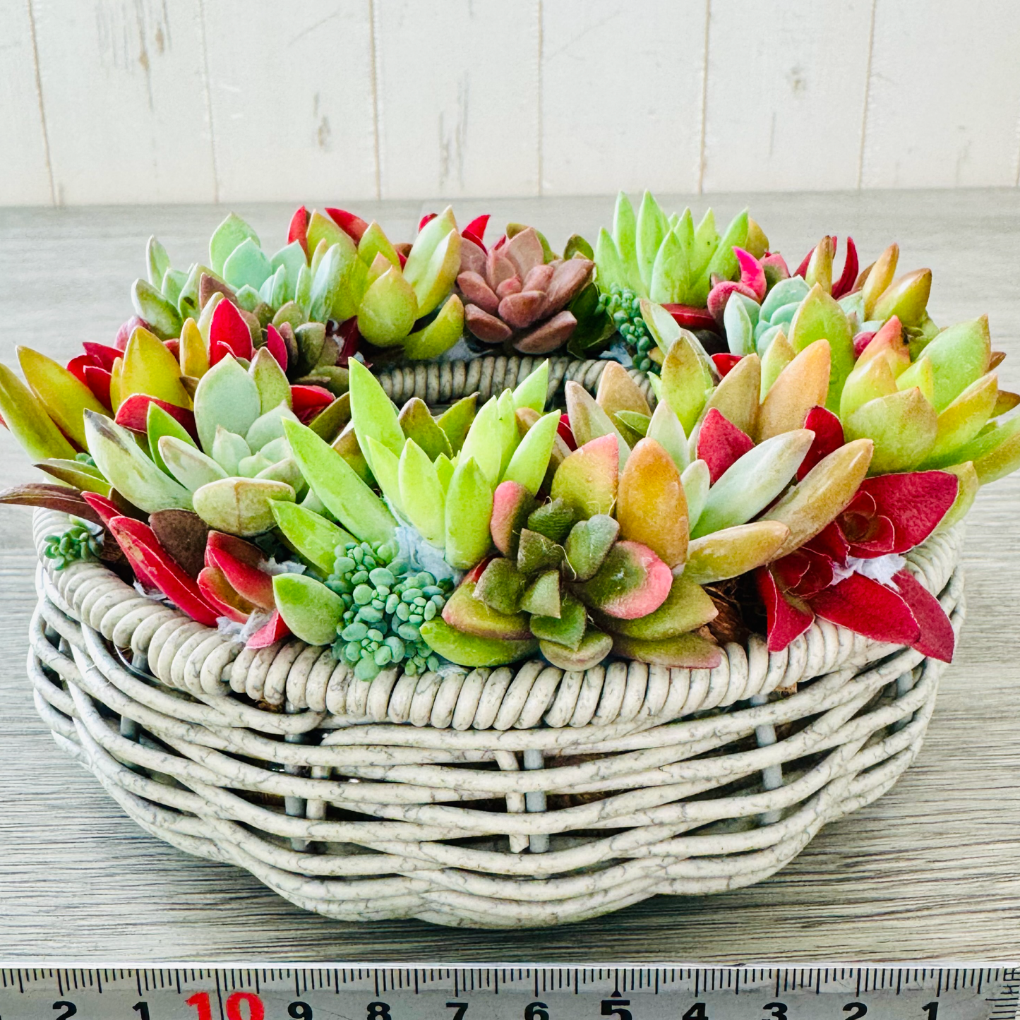 【リース】真っ赤な紅葉まつりのカラフルリース プランツギャザリング
