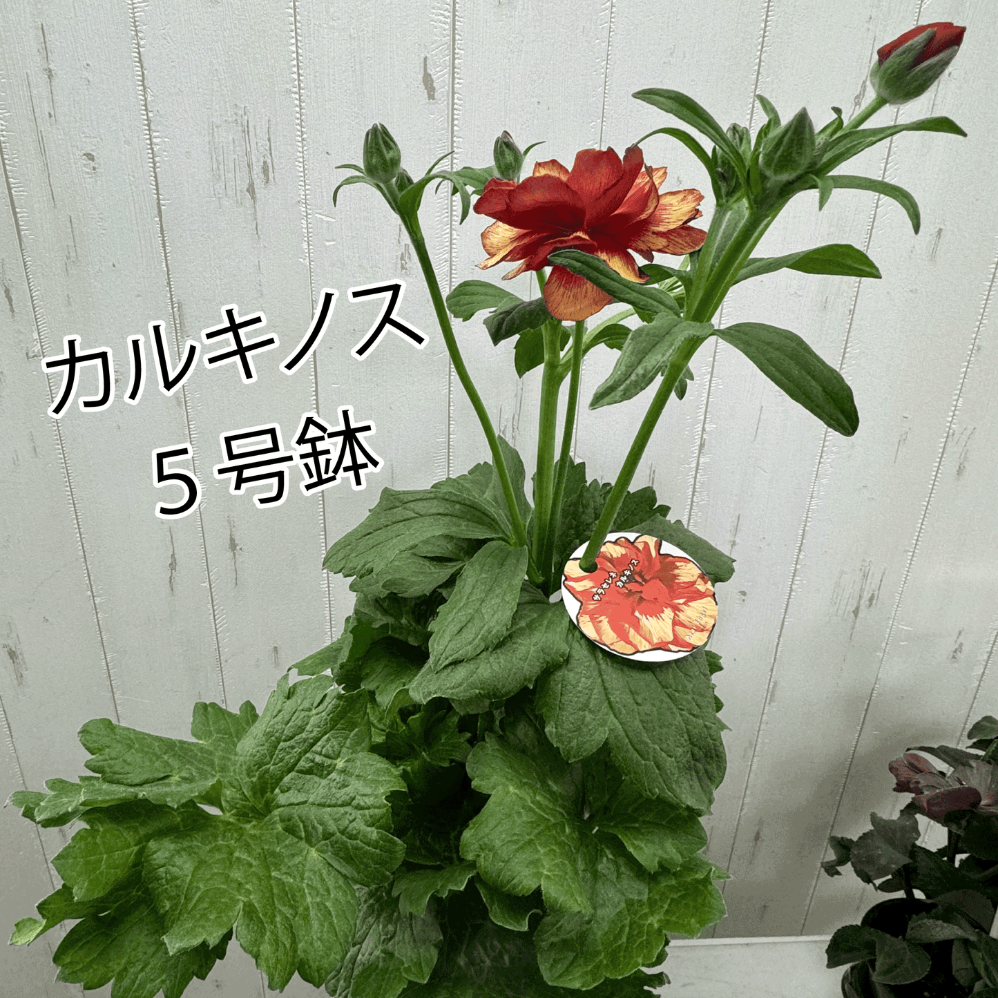 ラナンキュラス ラックス ランドセルシリーズ5号サラセレネ カルキノス