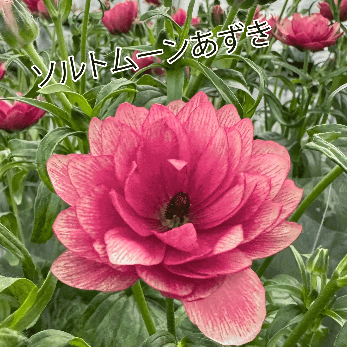 ラナンキュラスラックス ランドセルシリーズのソルトムーンあずきは、小さめな花がたくさん咲きます。花創人(はなそうにん)オゼジュン先生のネットショップは、おしゃれな寄せ植えや園芸用品のプランツギャザリング専門のオンラインショップです。ガーデニングに人気の綱木紋の鉢・ギャザリング水苔・ラナンキュラスラックス・宿根草・ゴーシャスな大人かわいい上品な花苗は、バルコニー・ベランダ・フェンス・スロープ・玄関先アプローチ・ウッドデッキ・ラティスのプランター鉢植えはインスタ映えして推し。オーダーメイドのギャザリングは、ギフトやプレゼントにも人気でおすすめ。豪華でかわいい人気フラワーのプランツギャザリング(ギャザ植え・寄せ植えスタイル)で癒しのひとときを。希少な葉もの・人気のリーフ・レアなミニ花の新品種も豊富な種類をお取り寄せできます。オシャレな花贈りもECサイトで予約販売受付中。 癒される季節のお花や草木・おしゃれなガーデニングやバスケット植え・春夏秋冬萌える鉢花・バリエーションゆたかな花苗の寄せ植えのネット通販なら尾関純子の花屋さん 花創人(はなそうにん)におまかせ!