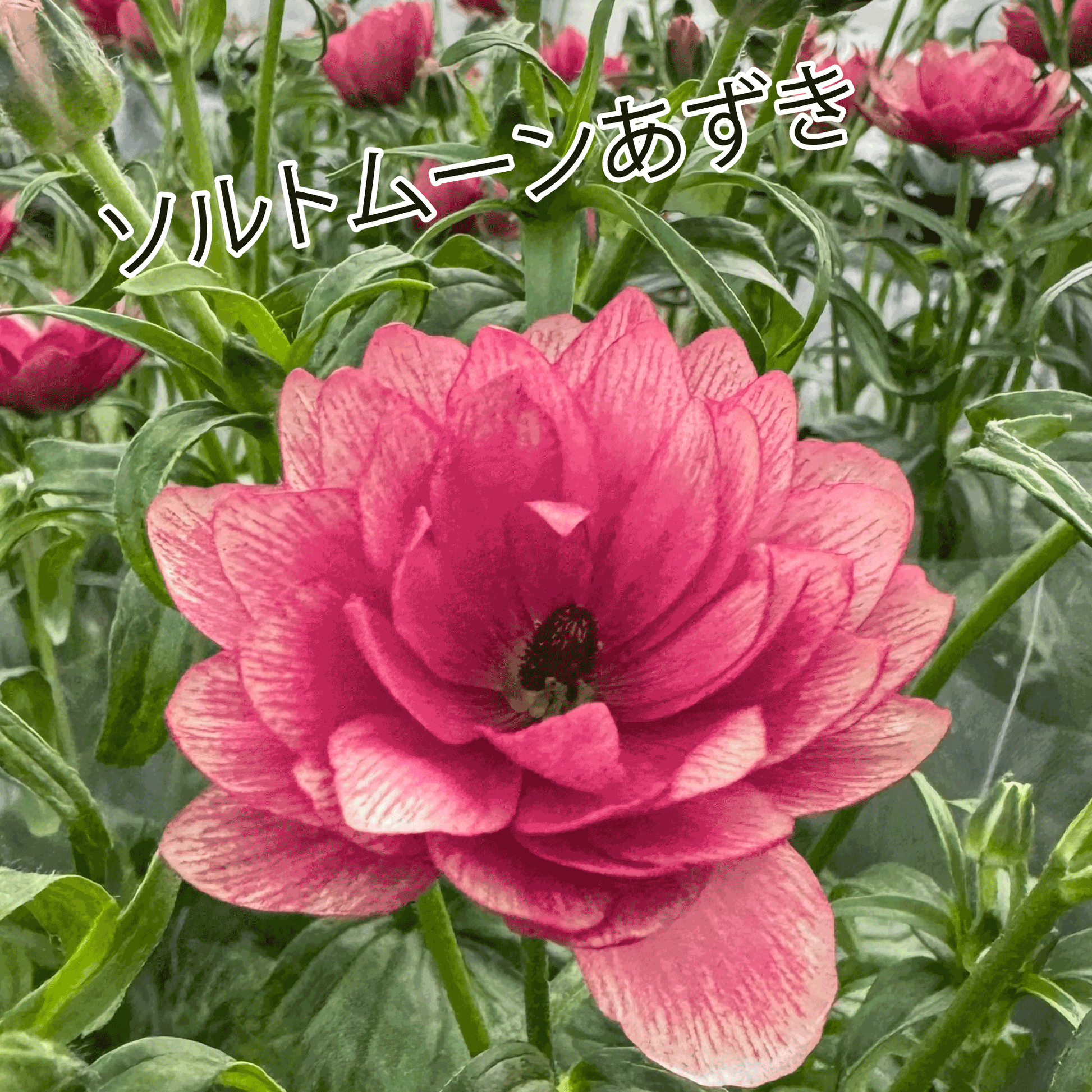ラナンキュラスラックス ランドセルシリーズのソルトムーンあずきは、小さめな花がたくさん咲きます。花創人(はなそうにん)オゼジュン先生のネットショップは、おしゃれな寄せ植えや園芸用品のプランツギャザリング専門のオンラインショップです。ガーデニングに人気の綱木紋の鉢・ギャザリング水苔・ラナンキュラスラックス・宿根草・ゴーシャスな大人かわいい上品な花苗は、バルコニー・ベランダ・フェンス・スロープ・玄関先アプローチ・ウッドデッキ・ラティスのプランター鉢植えはインスタ映えして推し。オーダーメイドのギャザリングは、ギフトやプレゼントにも人気でおすすめ。豪華でかわいい人気フラワーのプランツギャザリング(ギャザ植え・寄せ植えスタイル)で癒しのひとときを。希少な葉もの・人気のリーフ・レアなミニ花の新品種も豊富な種類をお取り寄せできます。オシャレな花贈りもECサイトで予約販売受付中。 癒される季節のお花や草木・おしゃれなガーデニングやバスケット植え・春夏秋冬萌える鉢花・バリエーションゆたかな花苗の寄せ植えのネット通販なら尾関純子の花屋さん 花創人(はなそうにん)におまかせ!