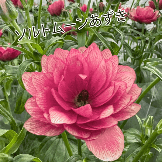ラナンキュラスラックス ランドセルシリーズのソルトムーンあずきは、小さめな花がたくさん咲きます。花創人(はなそうにん)オゼジュン先生のネットショップは、おしゃれな寄せ植えや園芸用品のプランツギャザリング専門のオンラインショップです。ガーデニングに人気の綱木紋の鉢・ギャザリング水苔・ラナンキュラスラックス・宿根草・ゴーシャスな大人かわいい上品な花苗は、バルコニー・ベランダ・フェンス・スロープ・玄関先アプローチ・ウッドデッキ・ラティスのプランター鉢植えはインスタ映えして推し。オーダーメイドのギャザリングは、ギフトやプレゼントにも人気でおすすめ。豪華でかわいい人気フラワーのプランツギャザリング(ギャザ植え・寄せ植えスタイル)で癒しのひとときを。希少な葉もの・人気のリーフ・レアなミニ花の新品種も豊富な種類をお取り寄せできます。オシャレな花贈りもECサイトで予約販売受付中。 癒される季節のお花や草木・おしゃれなガーデニングやバスケット植え・春夏秋冬萌える鉢花・バリエーションゆたかな花苗の寄せ植えのネット通販なら尾関純子の花屋さん 花創人(はなそうにん)におまかせ!