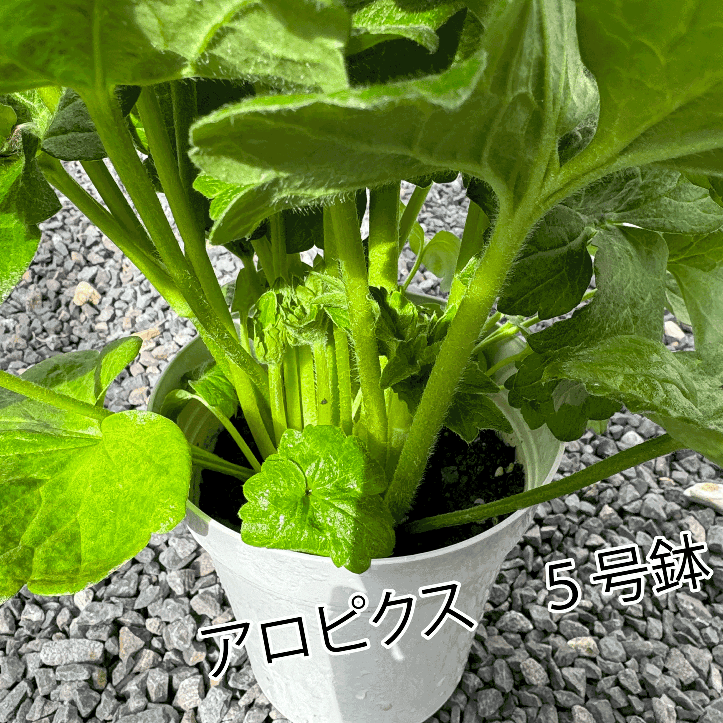 ラナンキュラスラックス ランドセルシリーズのサラセレネ アロピクスは、小さめな花がたくさん咲きます。花創人(はなそうにん)オゼジュン先生のネットショップは、おしゃれな寄せ植えや園芸用品のプランツギャザリング専門のオンラインショップです。ガーデニングに人気の綱木紋の鉢・ギャザリング水苔・ラナンキュラスラックス・宿根草・ゴーシャスな大人かわいい上品な花苗は、バルコニー・ベランダ・フェンス・スロープ・玄関先アプローチ・ウッドデッキ・ラティスのプランター鉢植えはインスタ映えして推し。オーダーメイドのギャザリングは、ギフトやプレゼントにも人気でおすすめ。豪華でかわいい人気フラワーのプランツギャザリング(ギャザ植え・寄せ植えスタイル)で癒しのひとときを。希少な葉もの・人気のリーフ・レアなミニ花の新品種も豊富な種類をお取り寄せできます。オシャレな花贈りもECサイトで予約販売受付中。 癒される季節のお花や草木・おしゃれなガーデニングやバスケット植え・春夏秋冬萌える鉢花・バリエーションゆたかな花苗の寄せ植えのネット通販なら尾関純子の花屋さん 花創人(はなそうにん)におまかせ!