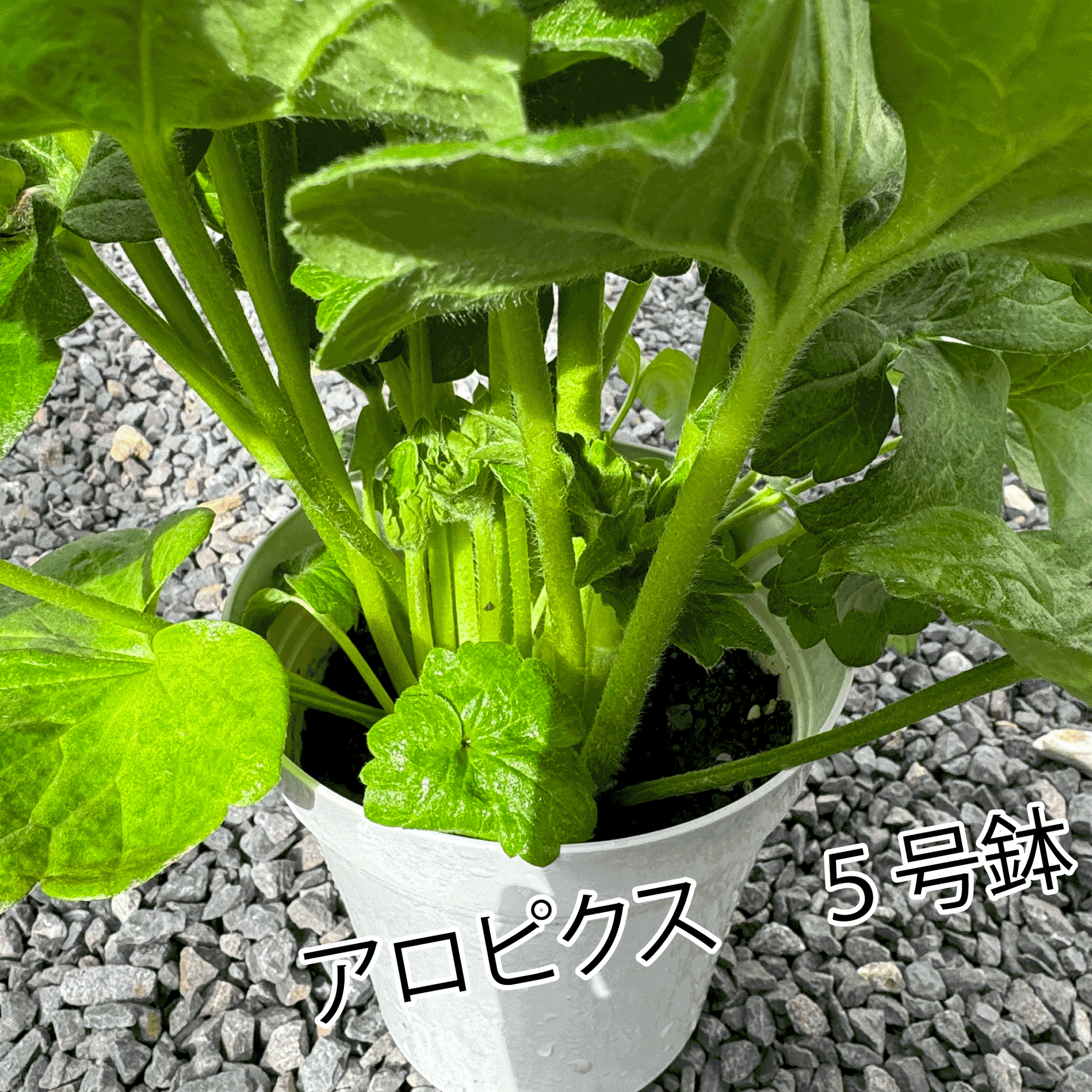 ラナンキュラスラックス ランドセルシリーズのサラセレネ アロピクスは、小さめな花がたくさん咲きます。花創人(はなそうにん)オゼジュン先生のネットショップは、おしゃれな寄せ植えや園芸用品のプランツギャザリング専門のオンラインショップです。ガーデニングに人気の綱木紋の鉢・ギャザリング水苔・ラナンキュラスラックス・宿根草・ゴーシャスな大人かわいい上品な花苗は、バルコニー・ベランダ・フェンス・スロープ・玄関先アプローチ・ウッドデッキ・ラティスのプランター鉢植えはインスタ映えして推し。オーダーメイドのギャザリングは、ギフトやプレゼントにも人気でおすすめ。豪華でかわいい人気フラワーのプランツギャザリング(ギャザ植え・寄せ植えスタイル)で癒しのひとときを。希少な葉もの・人気のリーフ・レアなミニ花の新品種も豊富な種類をお取り寄せできます。オシャレな花贈りもECサイトで予約販売受付中。 癒される季節のお花や草木・おしゃれなガーデニングやバスケット植え・春夏秋冬萌える鉢花・バリエーションゆたかな花苗の寄せ植えのネット通販なら尾関純子の花屋さん 花創人(はなそうにん)におまかせ!
