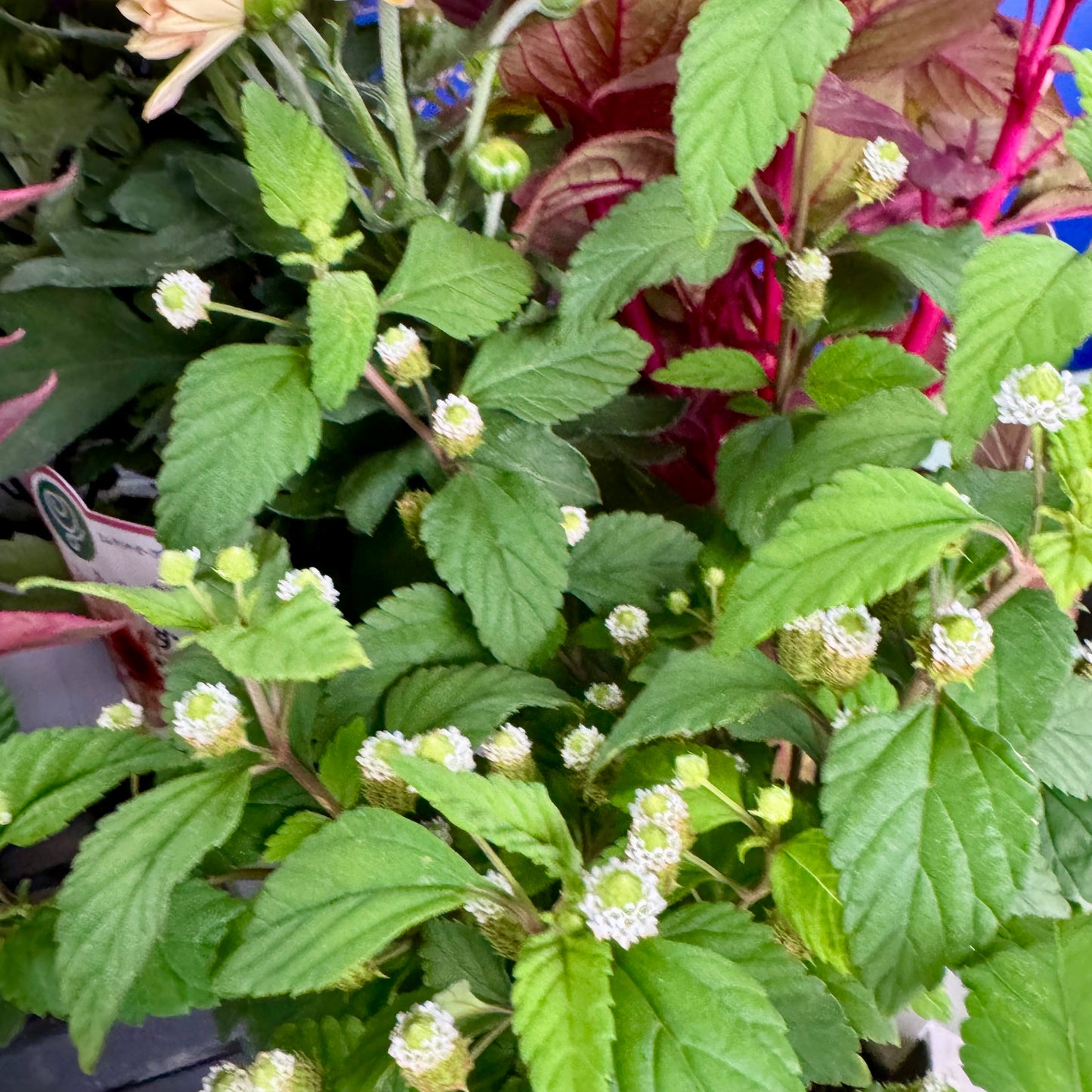 とうがらしとケイトウ コリーで秋の寄せ植えギャザリング【オーダー可能】