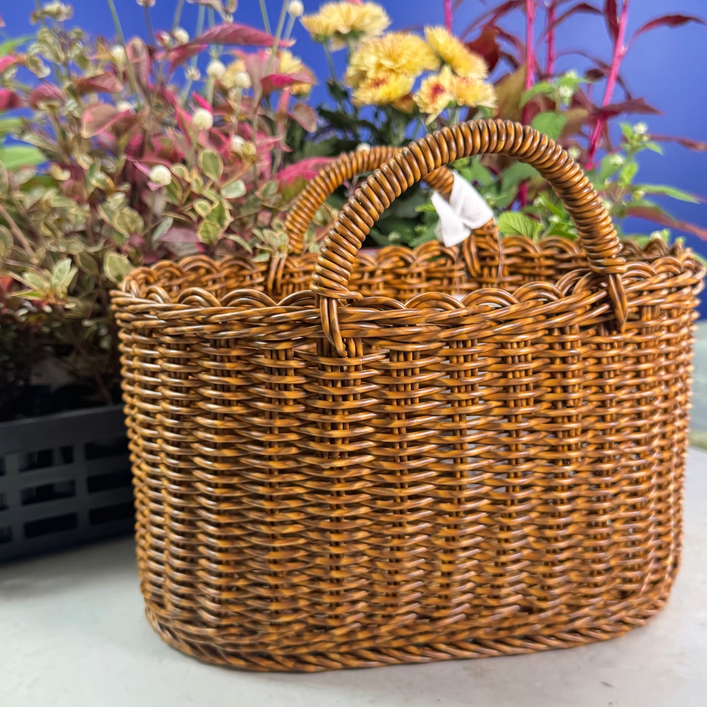 とうがらしとケイトウ コリーで秋の寄せ植えギャザリング【オーダー可能】