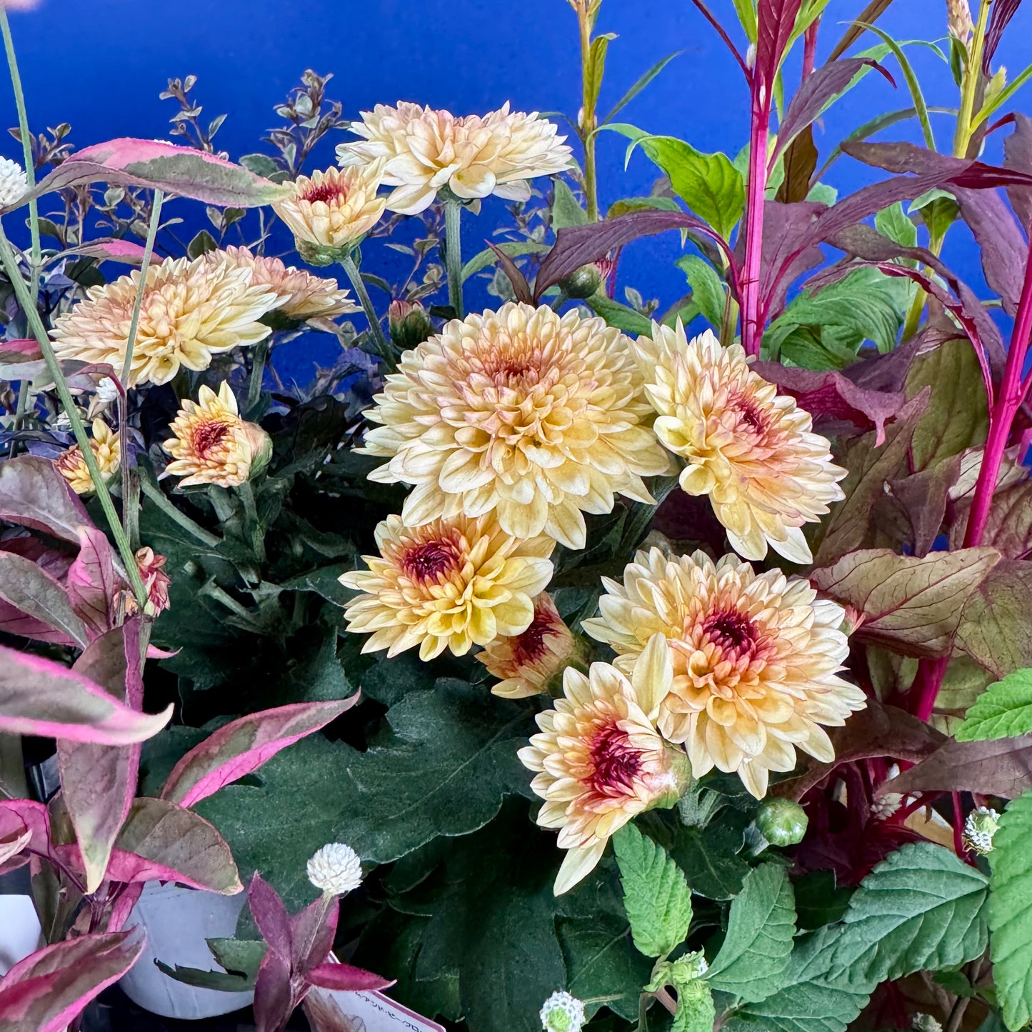 とうがらしとケイトウ コリーで秋の寄せ植えギャザリング【オーダー可能】