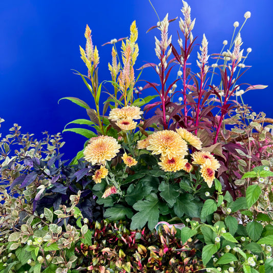 とうがらしとケイトウ コリーで秋の寄せ植えギャザリング【オーダー可能】