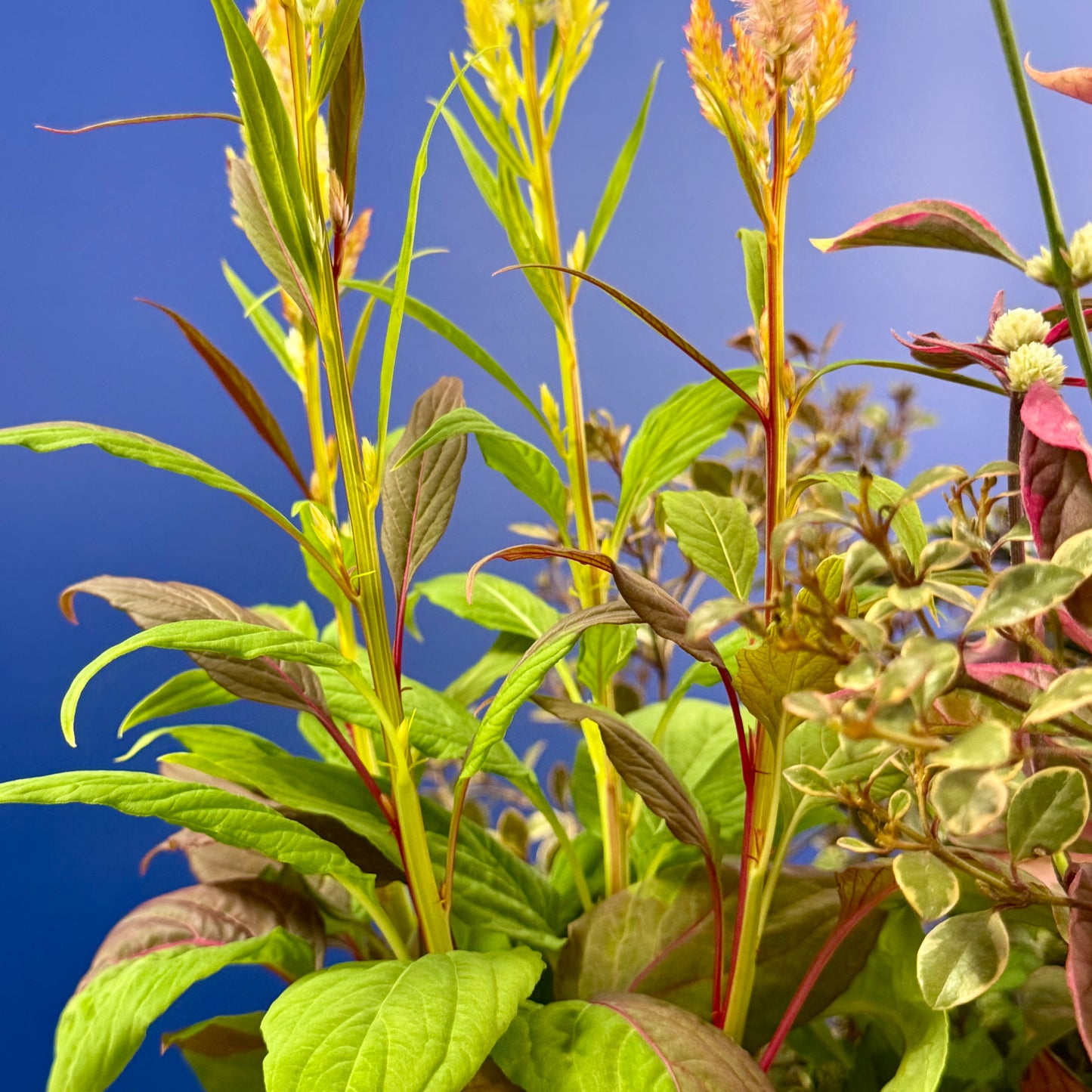 とうがらしとケイトウ コリーで秋の寄せ植えギャザリング【オーダー可能】