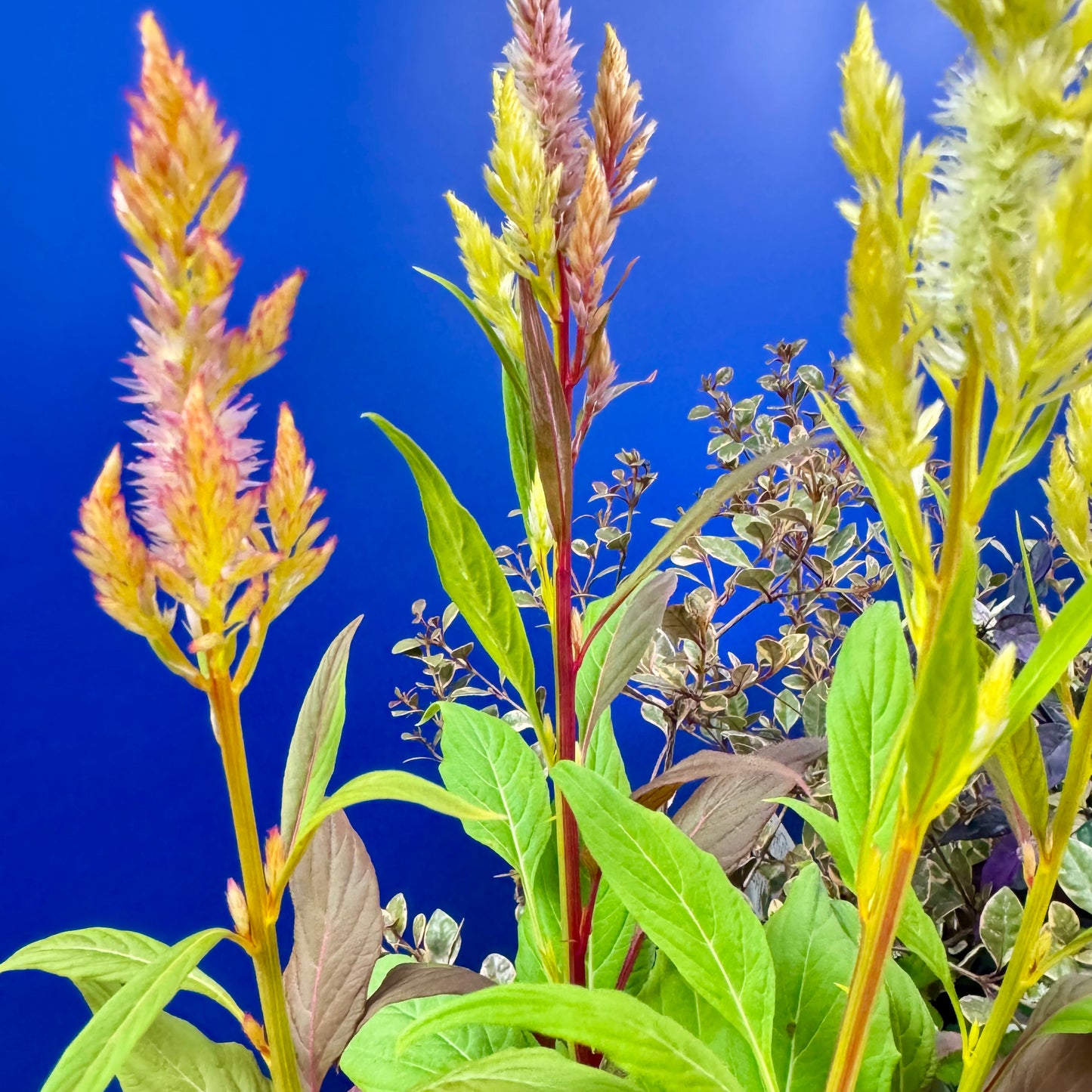 とうがらしとケイトウ コリーで秋の寄せ植えギャザリング【オーダー可能】