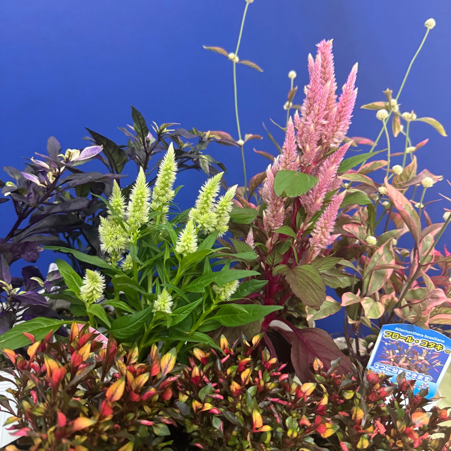 五色トウガラシとケイトウを使って秋のようせ植えプランツギャザリング 五色とうがらしは黒い葉っぱのパープルプリンスとマルチカラー、ケイトウはヤリゲイトウの品種ピンクがきれいなスマートルックロマンティカ、ライム色がきれいなケロスフィアライムを使っています。白いコロコロは赤葉千日紅アルテルナンテラのコタキナバルの花付き フローラルコタキ です 。アキランサスの色はどんどんきれいになてきます