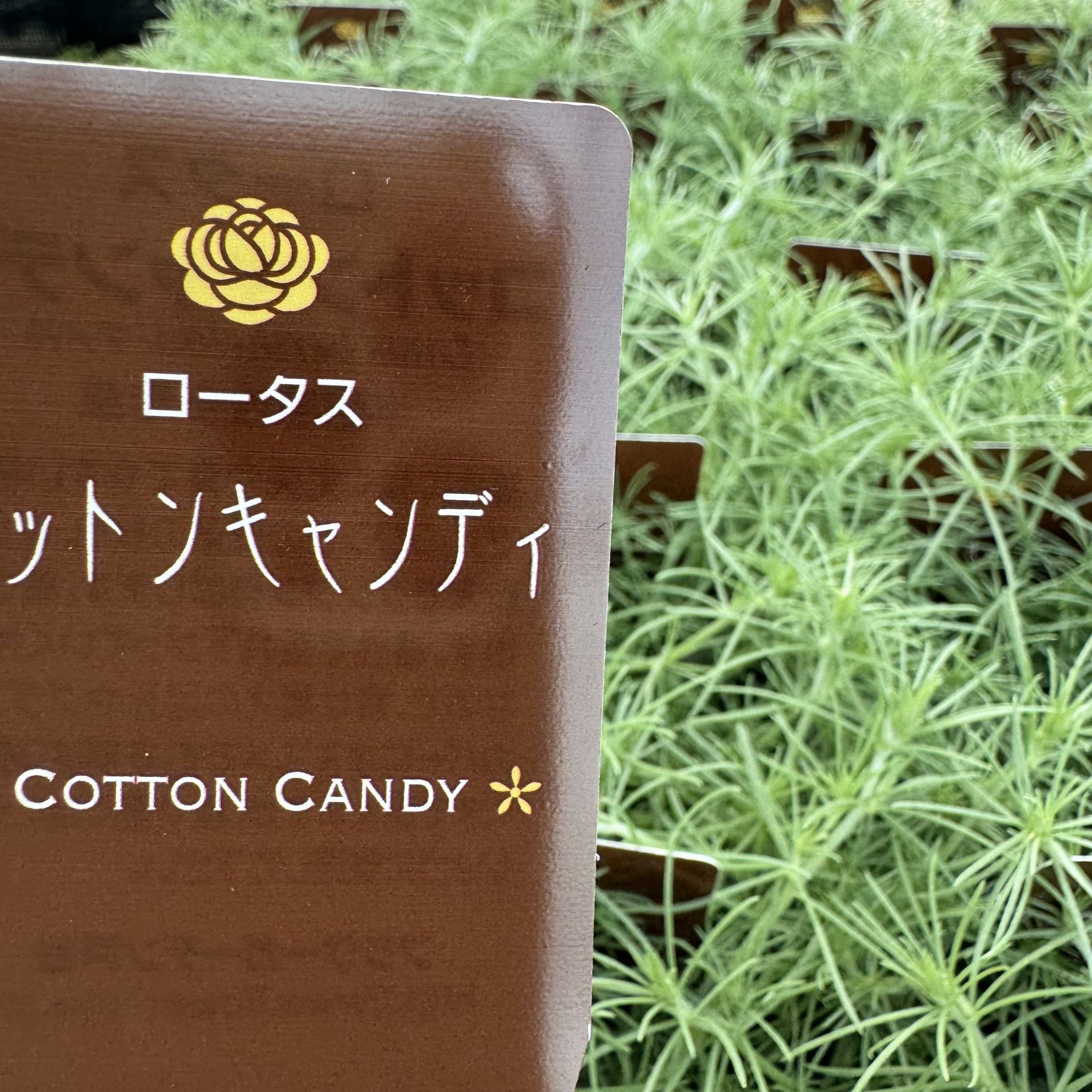 ロータス コットンキャンディ｜ふわふわのシルバーリーフ | はなそうに