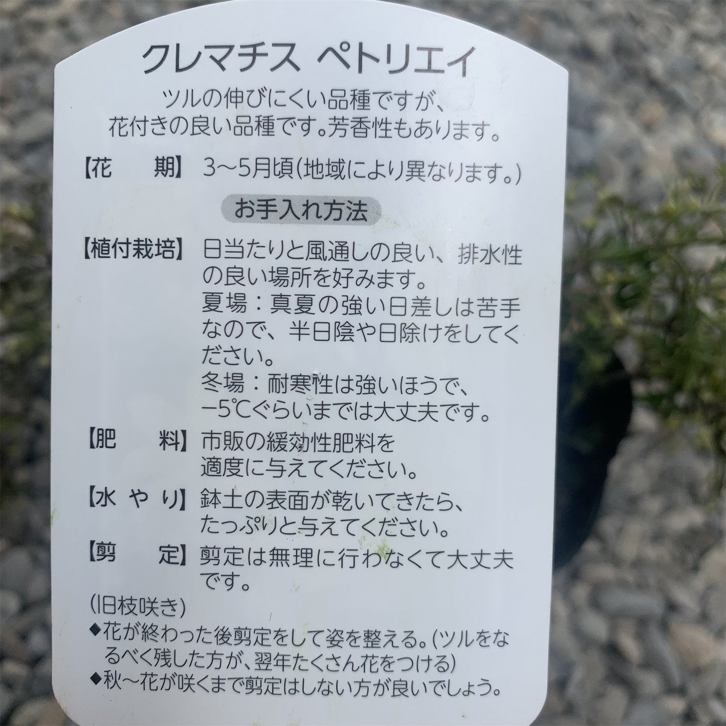 常緑クレマチス【ペトリエイ】3.5号ロングポット