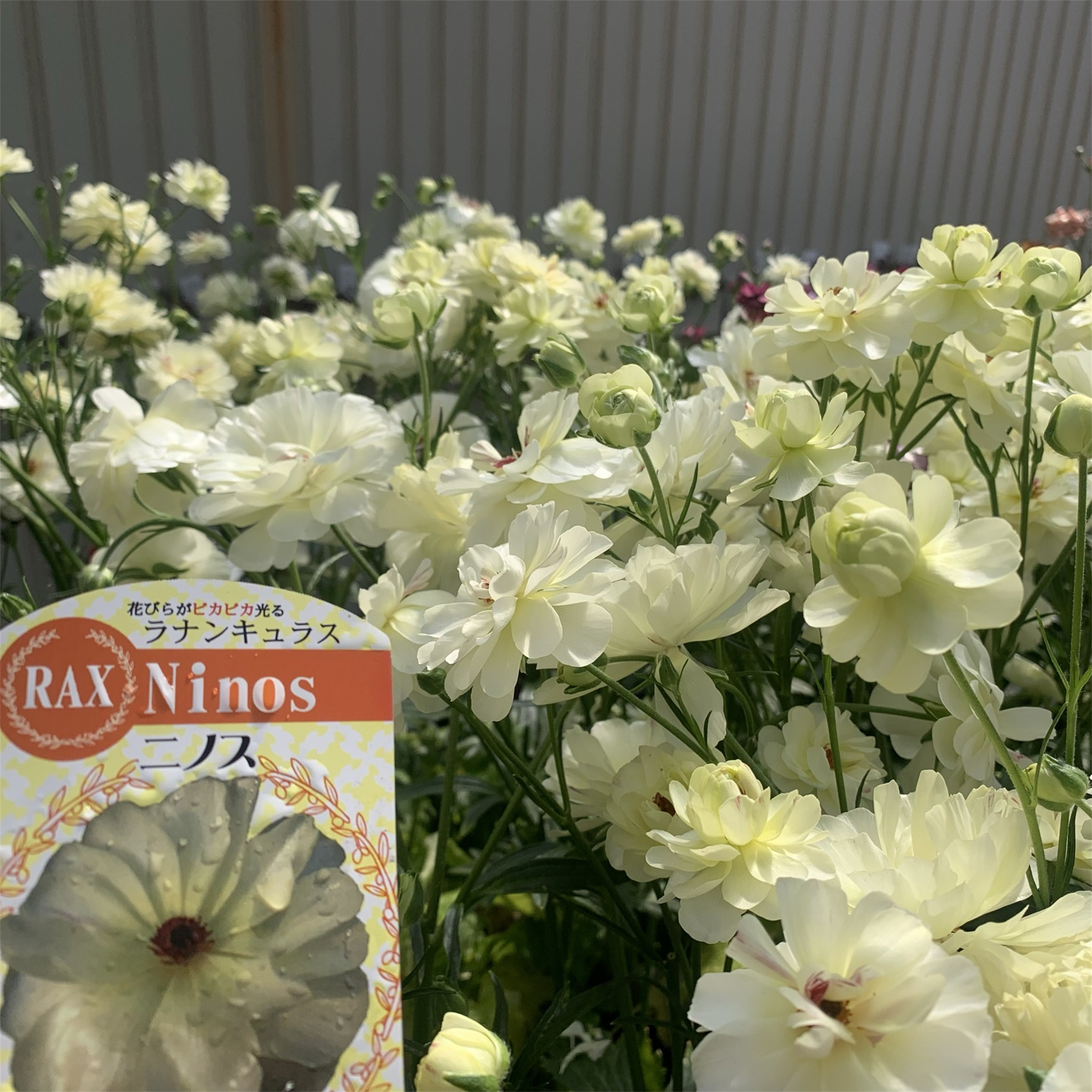 IMG_3730.png?v=1706400791 IMG_3730.png?v=1706400791