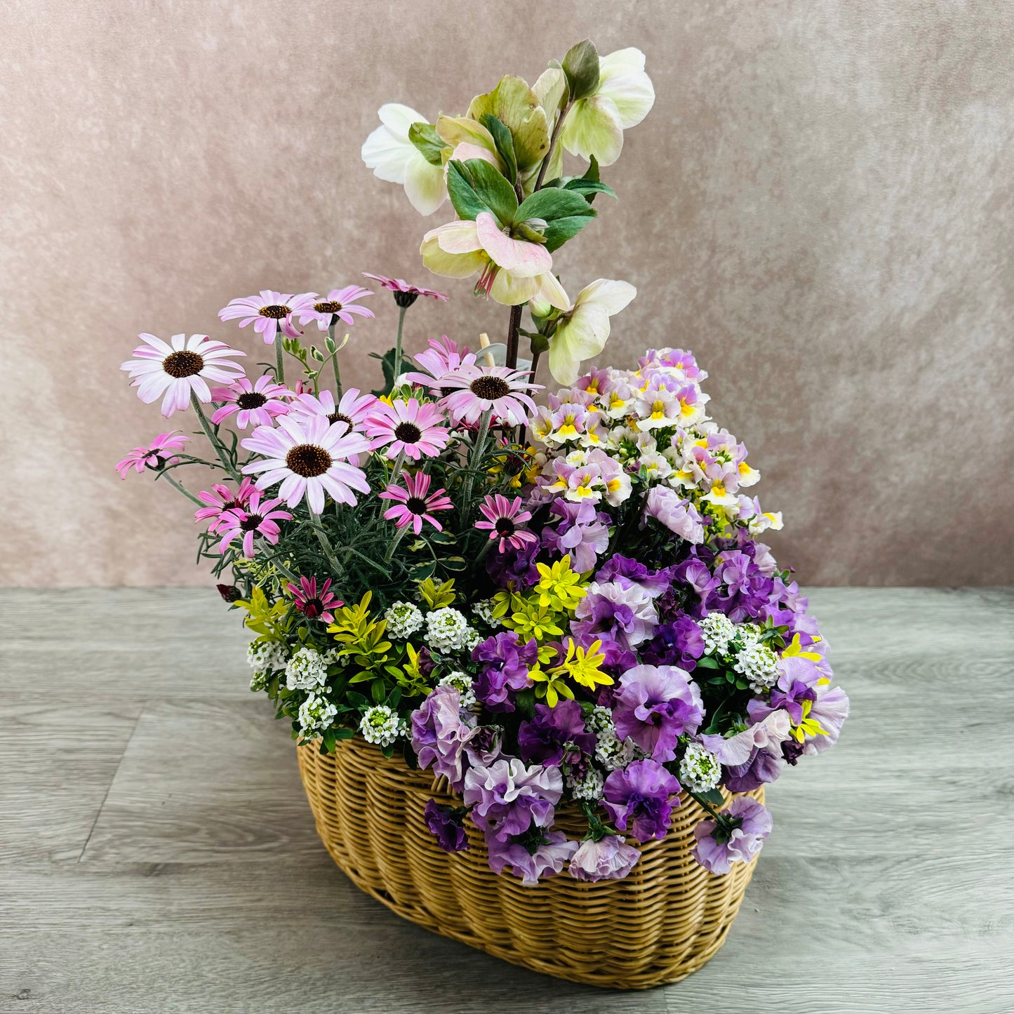 クリスマスローズ氷の薔薇ビアンコを使ってプランツギャザリング春の花かごローダンセマムリルピンク、ネメシアスイートレモンパイ、ビオラティアード、すいーとありssスイートアリッサムで春らんまんのかわいい寄せ植え