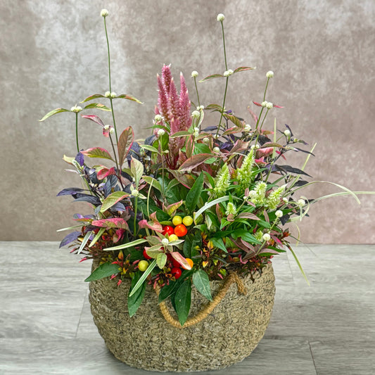 トウガラシとケイトウを使って秋のようせ植えギャザリング