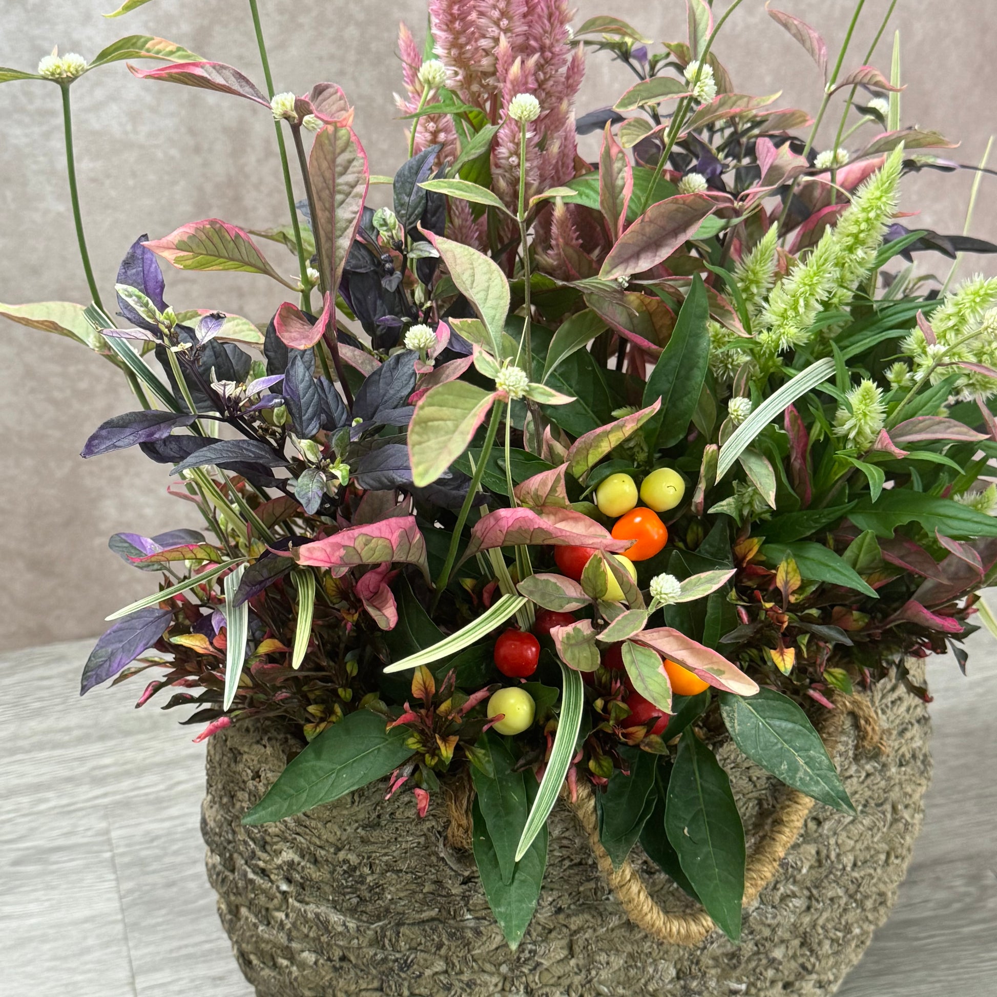 五色トウガラシとケイトウを使って秋のようせ植えギャザリング