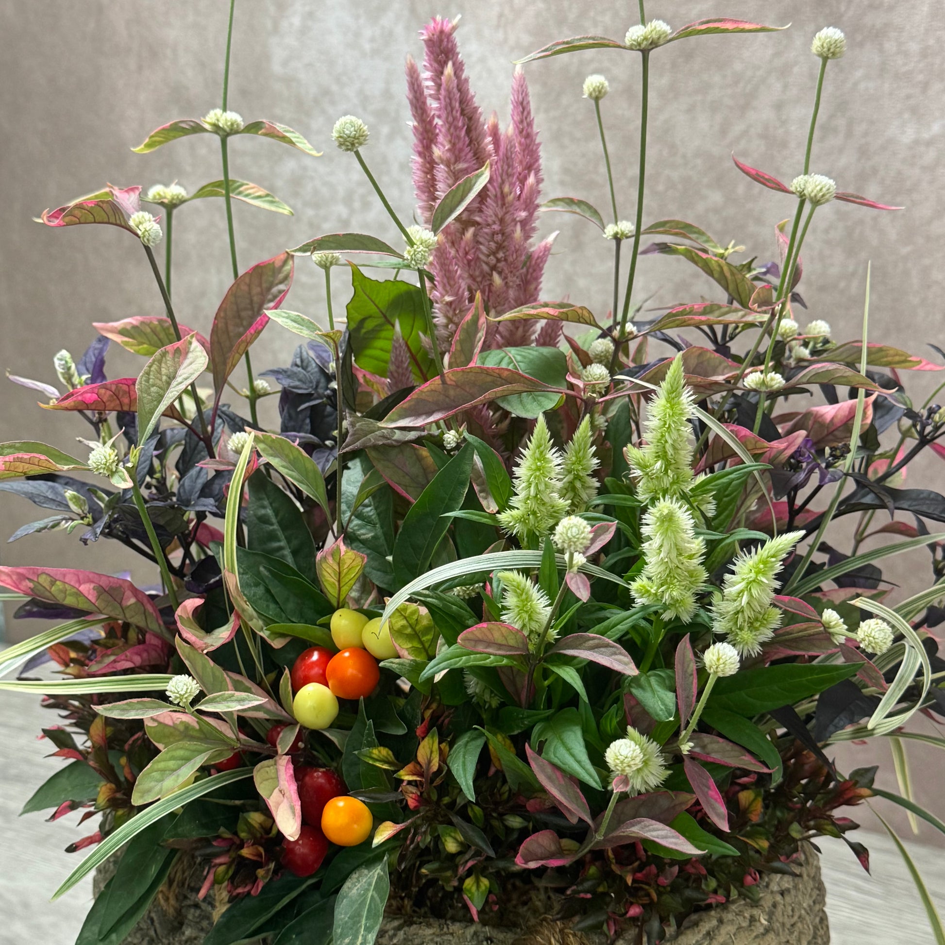 五色トウガラシとケイトウを使って秋のようせ植えプランツギャザリング 五色とうがらしは黒い葉っぱのパープルプリンスとマルチカラー、ケイトウはヤリゲイトウの品種ピンクがきれいなスマートルックロマンティカ、ライム色がきれいなケロスフィアライムを使っています。白いコロコロは赤葉千日紅アルテルナンテラのコタキナバルの花付き フローラルコタキ です