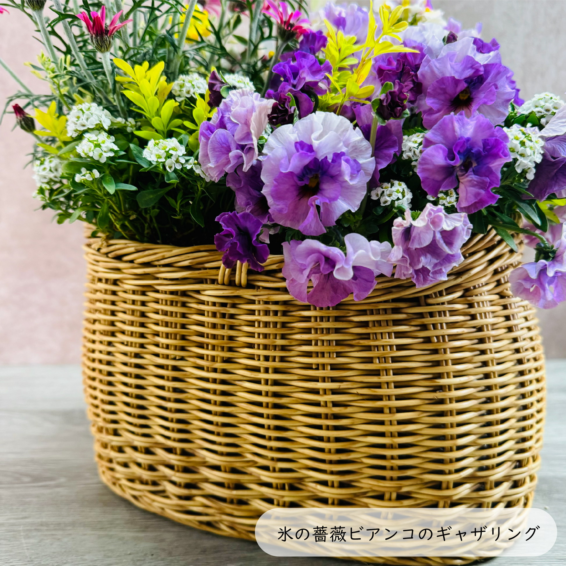 クリスマスローズ氷の薔薇ビアンコを使ってプランツギャザリング春の花かごローダンセマムリルピンク、ネメシアスイートレモンパイ、ビオラティアード、すいーとありssスイートアリッサムで春らんまんのかわいい寄せ植え