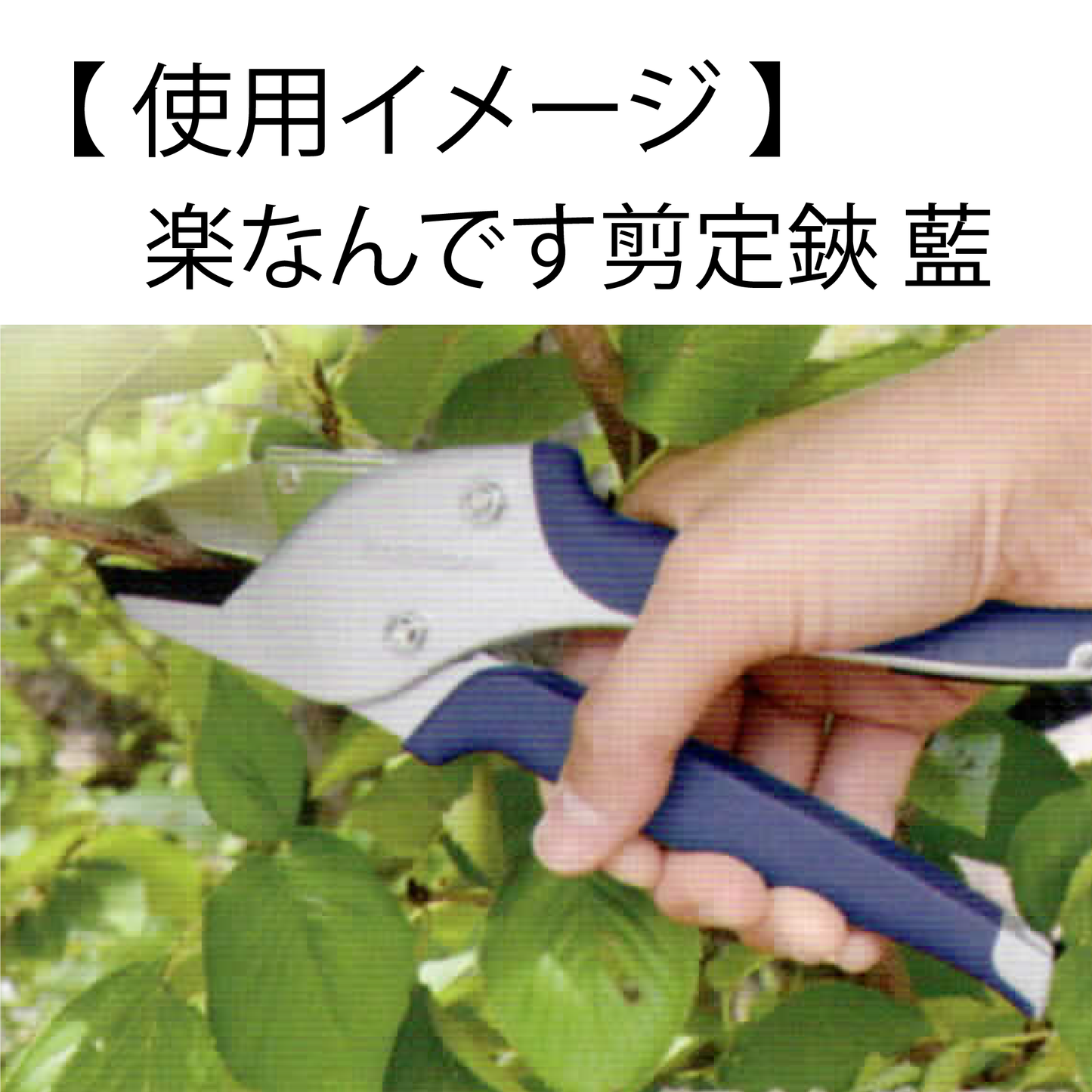 「楽なんです剪定」は、ガーデニングを愛する方々におすすめの高品質な剪定鋏で、特に剪定作業を楽にしたい方にぴったりの園芸用品です。この剪定ばさみは、アンビル式の刃構造を採用しており、太い枝でもスムーズに切ることができます。さらに、スプリング(ばね)により、軽い力で作業ができるため、手首や指に負担がかかりにくいので、腱鞘炎の予防にもなります。
剪定の際には、左利きの方でも使いやすいようにデザインされていますので、どんな手の形にもフィットし、快適に使用可能です。交換式の刃は、切れ味が悪くなった際に簡単に交換でき、切れ味復活するよく切れる剪定鋏です。また、薔薇(バラ)や宿根草、果樹、コニファーなど様々な植物の剪定に対応し、オシャレな庭作りや寄せ植えの手入れも楽に行える剪定鋏です。
玉鳥産業みきかじや村で製造されたものは、精度の高い刃物で知られています。 オンラインショップやネット通販での購入が可能で、口コミでの評価も高く、人気の売れ筋商品です。
秋から冬にかけての剪定作業や、春や夏の庭作業においても非常に便利です。高品質な剪定鋏で、ガーデンをオシャレに保つ剪定鋏です。