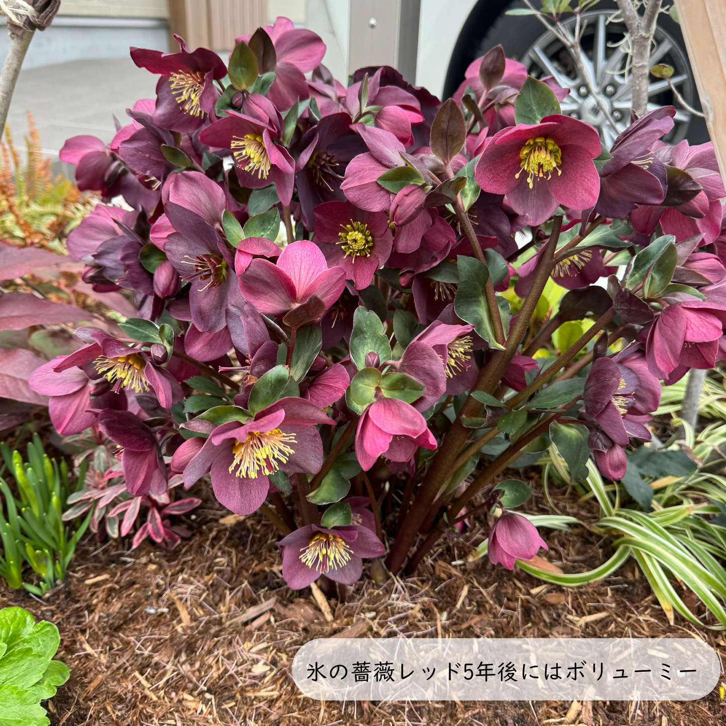 クリスマスローズ【氷の薔薇】