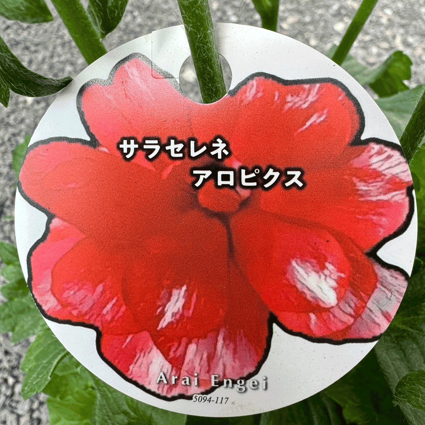 ラナンキュラスラックス ランドセルシリーズのサラセレネ アロピクスは、小さめな花がたくさん咲きます。花創人(はなそうにん)オゼジュン先生のネットショップは、おしゃれな寄せ植えや園芸用品のプランツギャザリング専門のオンラインショップです。ガーデニングに人気の綱木紋の鉢・ギャザリング水苔・ラナンキュラスラックス・宿根草・ゴーシャスな大人かわいい上品な花苗は、バルコニー・ベランダ・フェンス・スロープ・玄関先アプローチ・ウッドデッキ・ラティスのプランター鉢植えはインスタ映えして推し。オーダーメイドのギャザリングは、ギフトやプレゼントにも人気でおすすめ。豪華でかわいい人気フラワーのプランツギャザリング(ギャザ植え・寄せ植えスタイル)で癒しのひとときを。希少な葉もの・人気のリーフ・レアなミニ花の新品種も豊富な種類をお取り寄せできます。オシャレな花贈りもECサイトで予約販売受付中。 癒される季節のお花や草木・おしゃれなガーデニングやバスケット植え・春夏秋冬萌える鉢花・バリエーションゆたかな花苗の寄せ植えのネット通販なら尾関純子の花屋さん 花創人(はなそうにん)におまかせ!