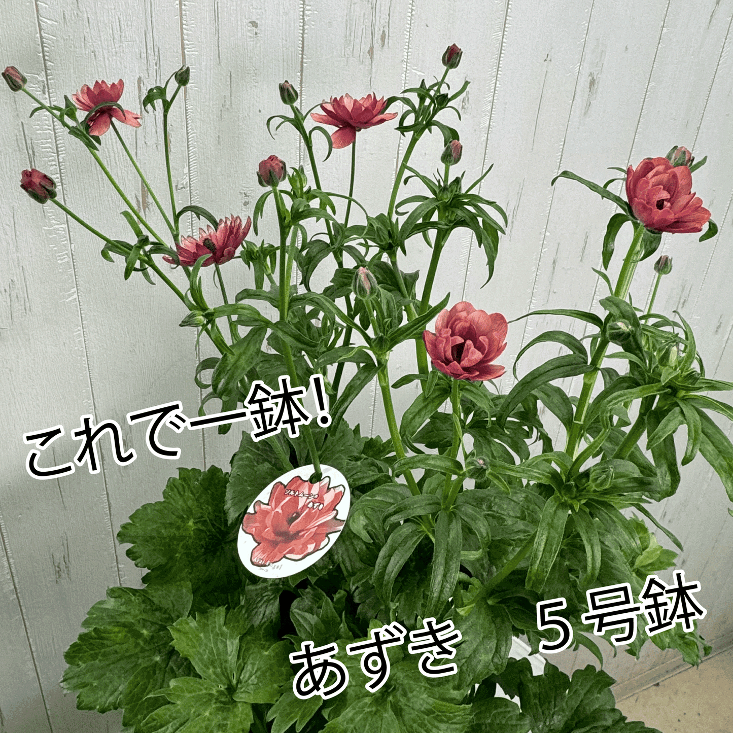 ラナンキュラスラックス ランドセルシリーズのソルトムーンあずきは、小さめな花がたくさん咲きます。花創人(はなそうにん)オゼジュン先生のネットショップは、おしゃれな寄せ植えや園芸用品のプランツギャザリング専門のオンラインショップです。ガーデニングに人気の綱木紋の鉢・ギャザリング水苔・ラナンキュラスラックス・宿根草・ゴーシャスな大人かわいい上品な花苗は、バルコニー・ベランダ・フェンス・スロープ・玄関先アプローチ・ウッドデッキ・ラティスのプランター鉢植えはインスタ映えして推し。オーダーメイドのギャザリングは、ギフトやプレゼントにも人気でおすすめ。豪華でかわいい人気フラワーのプランツギャザリング(ギャザ植え・寄せ植えスタイル)で癒しのひとときを。希少な葉もの・人気のリーフ・レアなミニ花の新品種も豊富な種類をお取り寄せできます。オシャレな花贈りもECサイトで予約販売受付中。 癒される季節のお花や草木・おしゃれなガーデニングやバスケット植え・春夏秋冬萌える鉢花・バリエーションゆたかな花苗の寄せ植えのネット通販なら尾関純子の花屋さん 花創人(はなそうにん)におまかせ!