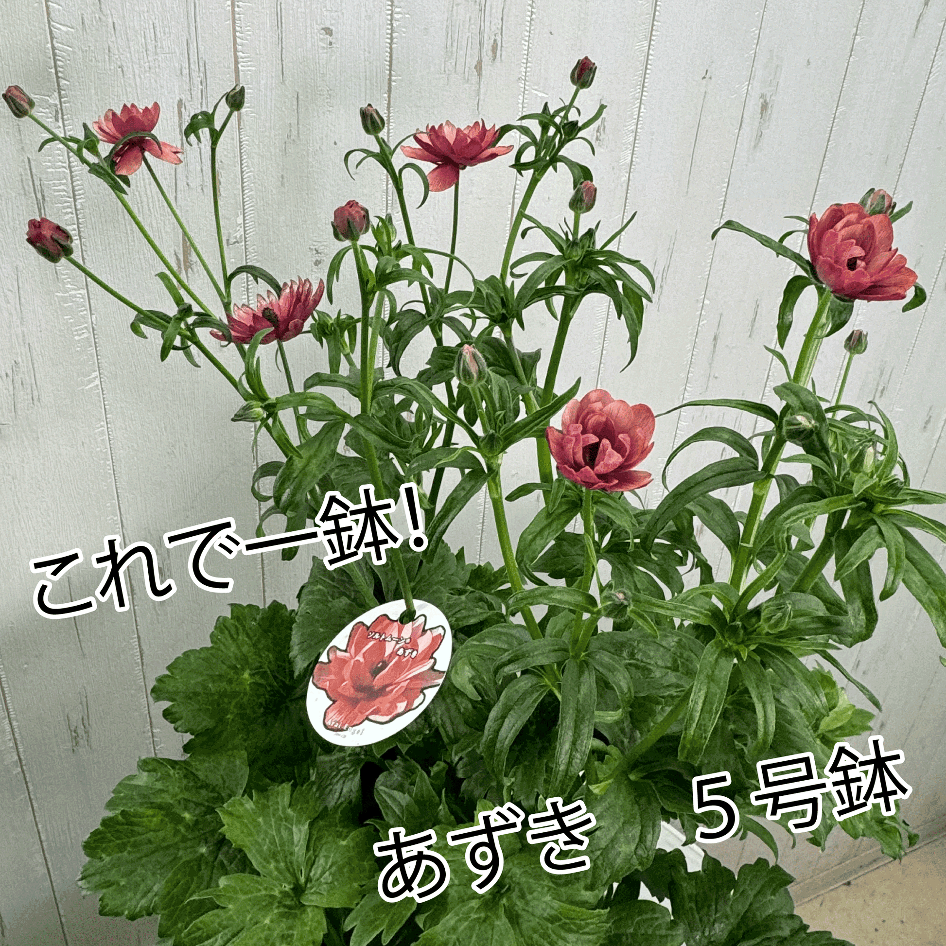 ラナンキュラスラックス ランドセルシリーズのソルトムーンあずきは、小さめな花がたくさん咲きます。花創人(はなそうにん)オゼジュン先生のネットショップは、おしゃれな寄せ植えや園芸用品のプランツギャザリング専門のオンラインショップです。ガーデニングに人気の綱木紋の鉢・ギャザリング水苔・ラナンキュラスラックス・宿根草・ゴーシャスな大人かわいい上品な花苗は、バルコニー・ベランダ・フェンス・スロープ・玄関先アプローチ・ウッドデッキ・ラティスのプランター鉢植えはインスタ映えして推し。オーダーメイドのギャザリングは、ギフトやプレゼントにも人気でおすすめ。豪華でかわいい人気フラワーのプランツギャザリング(ギャザ植え・寄せ植えスタイル)で癒しのひとときを。希少な葉もの・人気のリーフ・レアなミニ花の新品種も豊富な種類をお取り寄せできます。オシャレな花贈りもECサイトで予約販売受付中。 癒される季節のお花や草木・おしゃれなガーデニングやバスケット植え・春夏秋冬萌える鉢花・バリエーションゆたかな花苗の寄せ植えのネット通販なら尾関純子の花屋さん 花創人(はなそうにん)におまかせ!