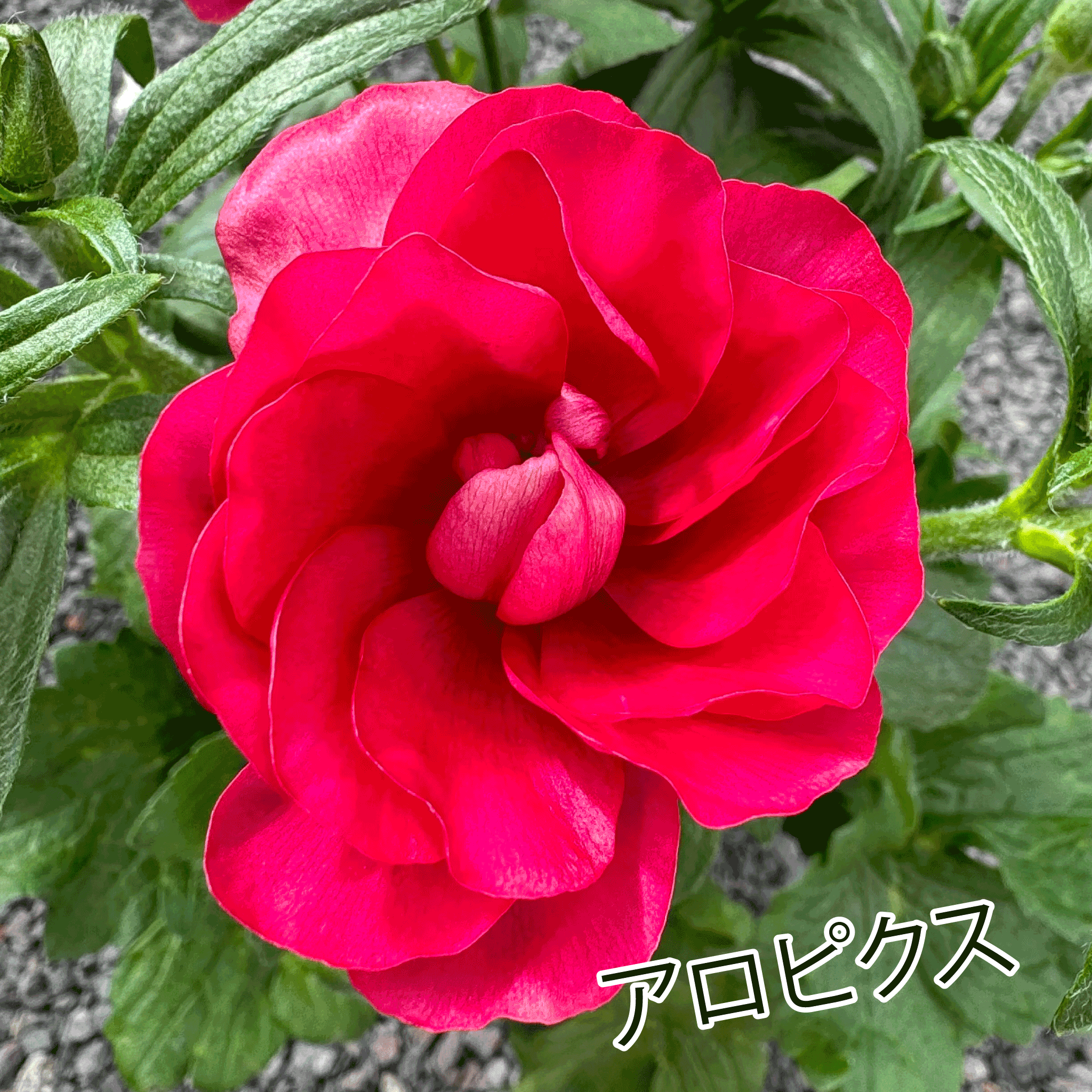 ラナンキュラス ラックス】 ランドセルシリーズサラセレネアロピクス 5 ラナンキュラス ラックス】 ランドセルシリーズサラセレネアロピクス 5