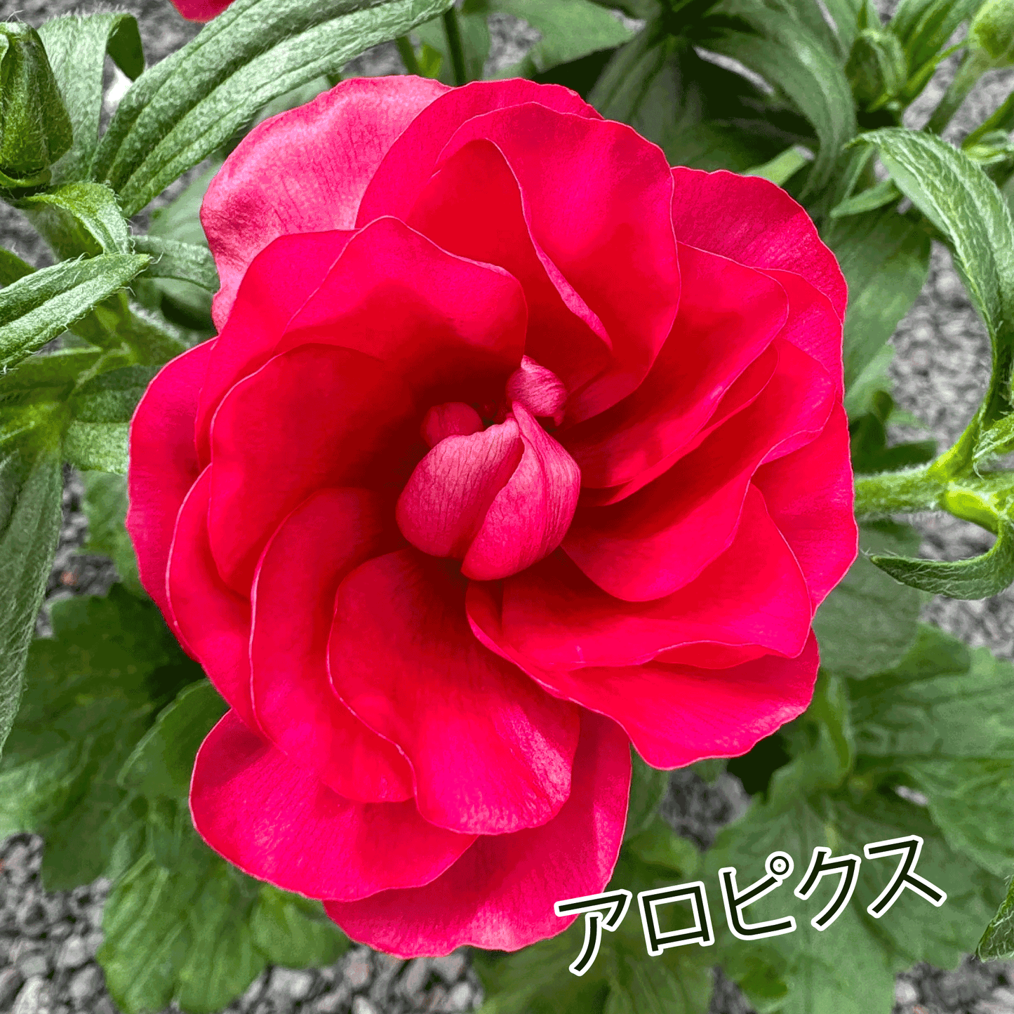 ラナンキュラスラックス ランドセルシリーズのサラセレネ アロピクスは、小さめな花がたくさん咲きます。花創人(はなそうにん)オゼジュン先生のネットショップは、おしゃれな寄せ植えや園芸用品のプランツギャザリング専門のオンラインショップです。ガーデニングに人気の綱木紋の鉢・ギャザリング水苔・ラナンキュラスラックス・宿根草・ゴーシャスな大人かわいい上品な花苗は、バルコニー・ベランダ・フェンス・スロープ・玄関先アプローチ・ウッドデッキ・ラティスのプランター鉢植えはインスタ映えして推し。オーダーメイドのギャザリングは、ギフトやプレゼントにも人気でおすすめ。豪華でかわいい人気フラワーのプランツギャザリング(ギャザ植え・寄せ植えスタイル)で癒しのひとときを。希少な葉もの・人気のリーフ・レアなミニ花の新品種も豊富な種類をお取り寄せできます。オシャレな花贈りもECサイトで予約販売受付中。 癒される季節のお花や草木・おしゃれなガーデニングやバスケット植え・春夏秋冬萌える鉢花・バリエーションゆたかな花苗の寄せ植えのネット通販なら尾関純子の花屋さん 花創人(はなそうにん)におまかせ!