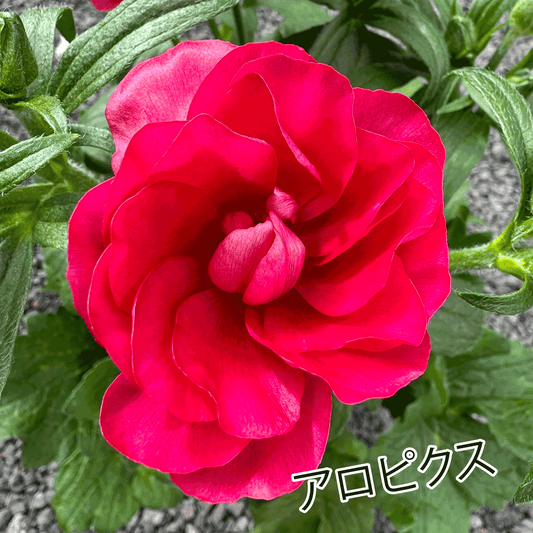 ラナンキュラスラックス ランドセルシリーズのサラセレネ アロピクスは、小さめな花がたくさん咲きます。花創人(はなそうにん)オゼジュン先生のネットショップは、おしゃれな寄せ植えや園芸用品のプランツギャザリング専門のオンラインショップです。ガーデニングに人気の綱木紋の鉢・ギャザリング水苔・ラナンキュラスラックス・宿根草・ゴーシャスな大人かわいい上品な花苗は、バルコニー・ベランダ・フェンス・スロープ・玄関先アプローチ・ウッドデッキ・ラティスのプランター鉢植えはインスタ映えして推し。オーダーメイドのギャザリングは、ギフトやプレゼントにも人気でおすすめ。豪華でかわいい人気フラワーのプランツギャザリング(ギャザ植え・寄せ植えスタイル)で癒しのひとときを。希少な葉もの・人気のリーフ・レアなミニ花の新品種も豊富な種類をお取り寄せできます。オシャレな花贈りもECサイトで予約販売受付中。 癒される季節のお花や草木・おしゃれなガーデニングやバスケット植え・春夏秋冬萌える鉢花・バリエーションゆたかな花苗の寄せ植えのネット通販なら尾関純子の花屋さん 花創人(はなそうにん)におまかせ!