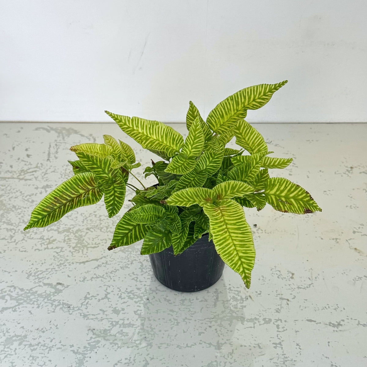 花創人の観葉植物セットに入るコニオグランメ・エイメイエンシス。ゴールデンゼブラ。明るい黄緑色に濃いグリーンの葉脈が映える個性的な観葉植物で、一部に葉先などの傷みがあります。観葉植物の寄せ植えやギャザリングのアクセントとして楽しめるお値打ちセット苗です。