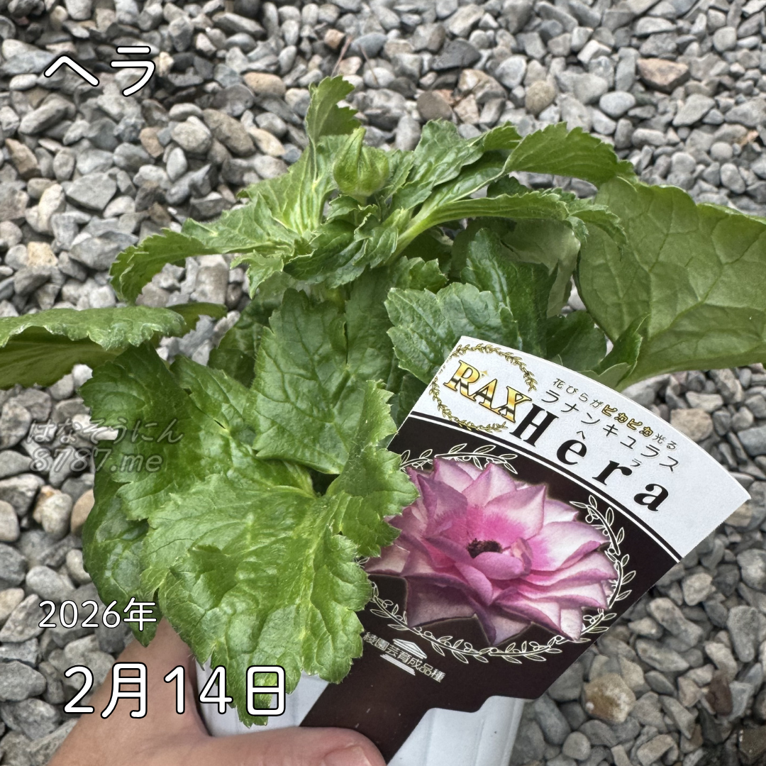 ラナンキュラスラックス_ヘラ 綾園芸さんが作出されたラナンキュラスラックス キラキラ花びら 毎年よく咲く 球根 2026年2月14日現在