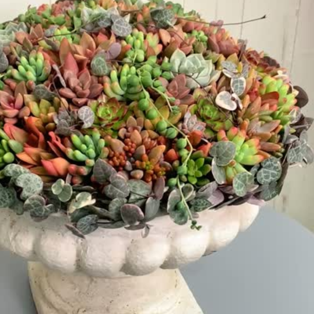 宝石のような多肉植物の寄せ植えギャザリング クローズアップ はなそうにん オゼジュン先生のプランツギャザリング 寄せ植え