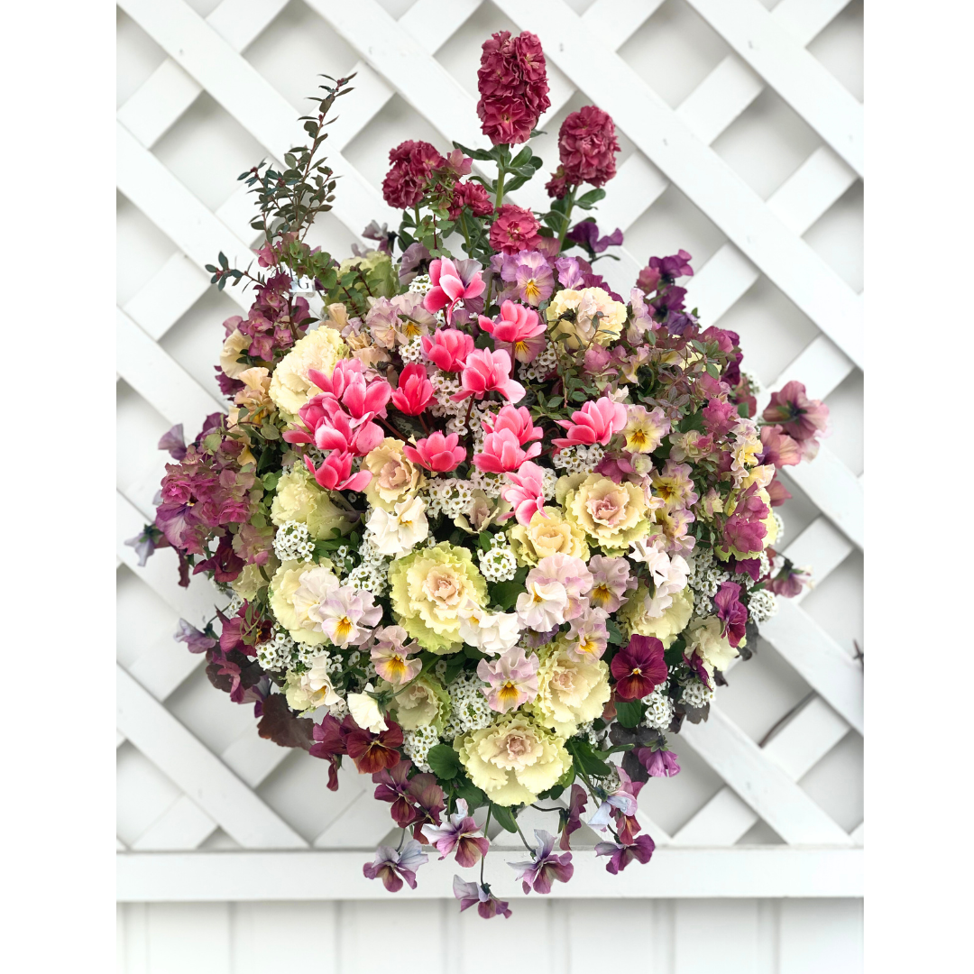 綱木紋ウォールバスケット 葉牡丹ディアスノー ビオラ華あられ ビオラなごみももかしんしん ミニシクラメンチモ スイートアリッサム ヒューケラパレスパープル 常緑ブルーベリー オレガノベリッシモ ストックビンテージコッパーを使った葉ぼたんがまるでバラの花のようなウォールバスケット ハンギングバスケット 寄せ植えギャザリング作品例 はなそうにん オゼジュン先生のプランツギャザリング